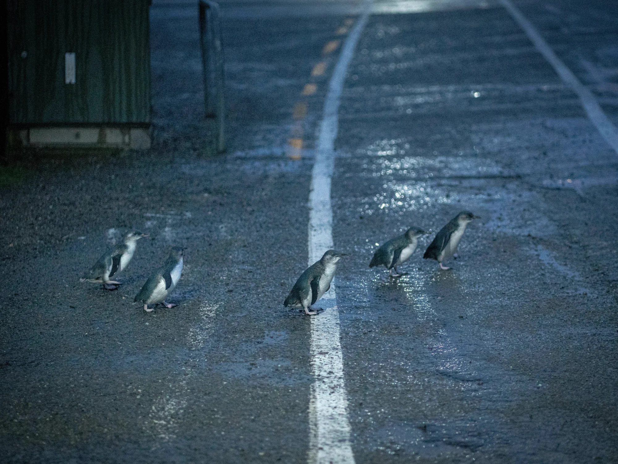 Oamaru blue penguins returning at dusk.
