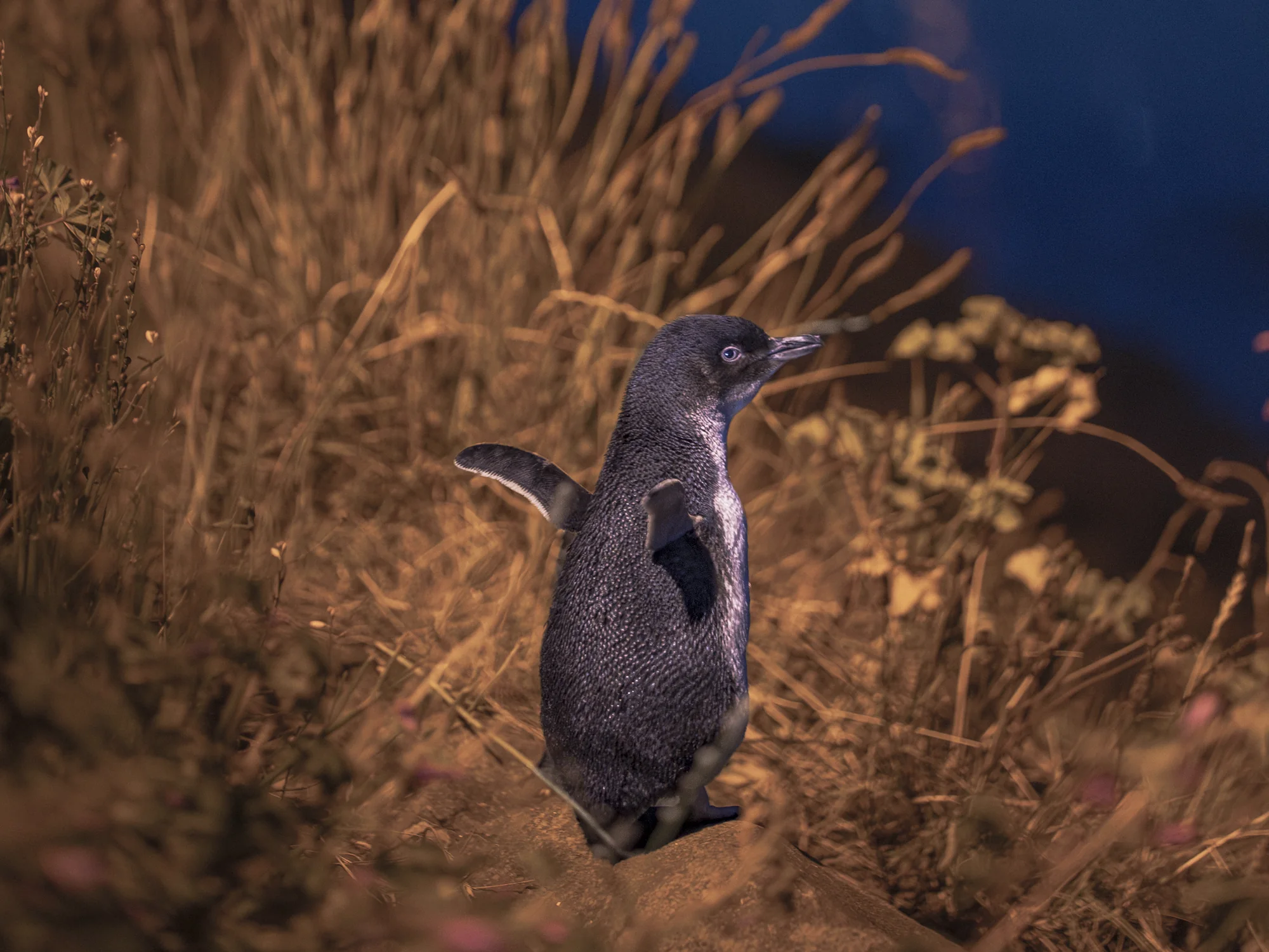 A close view of an Oamaru blue penguin.