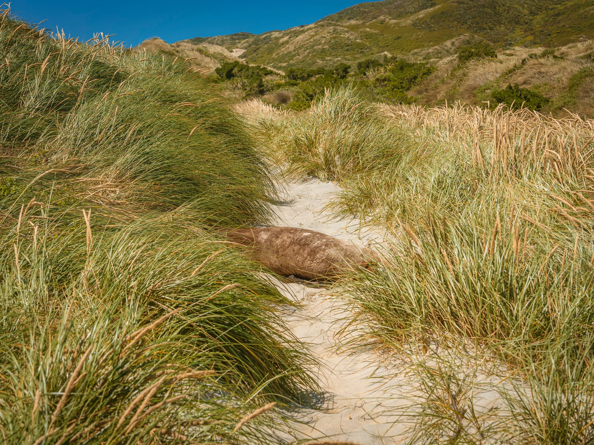 A sea lion resting among the dunes at Sandfly Bay.