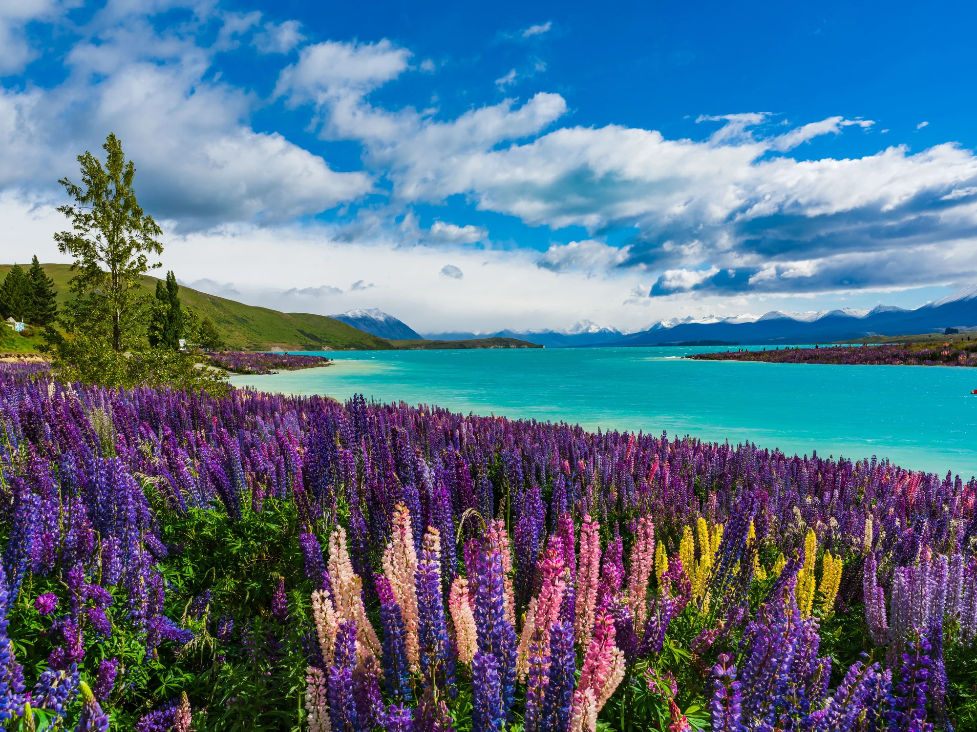 Colourful lupins on the Lake Tekapō shore.