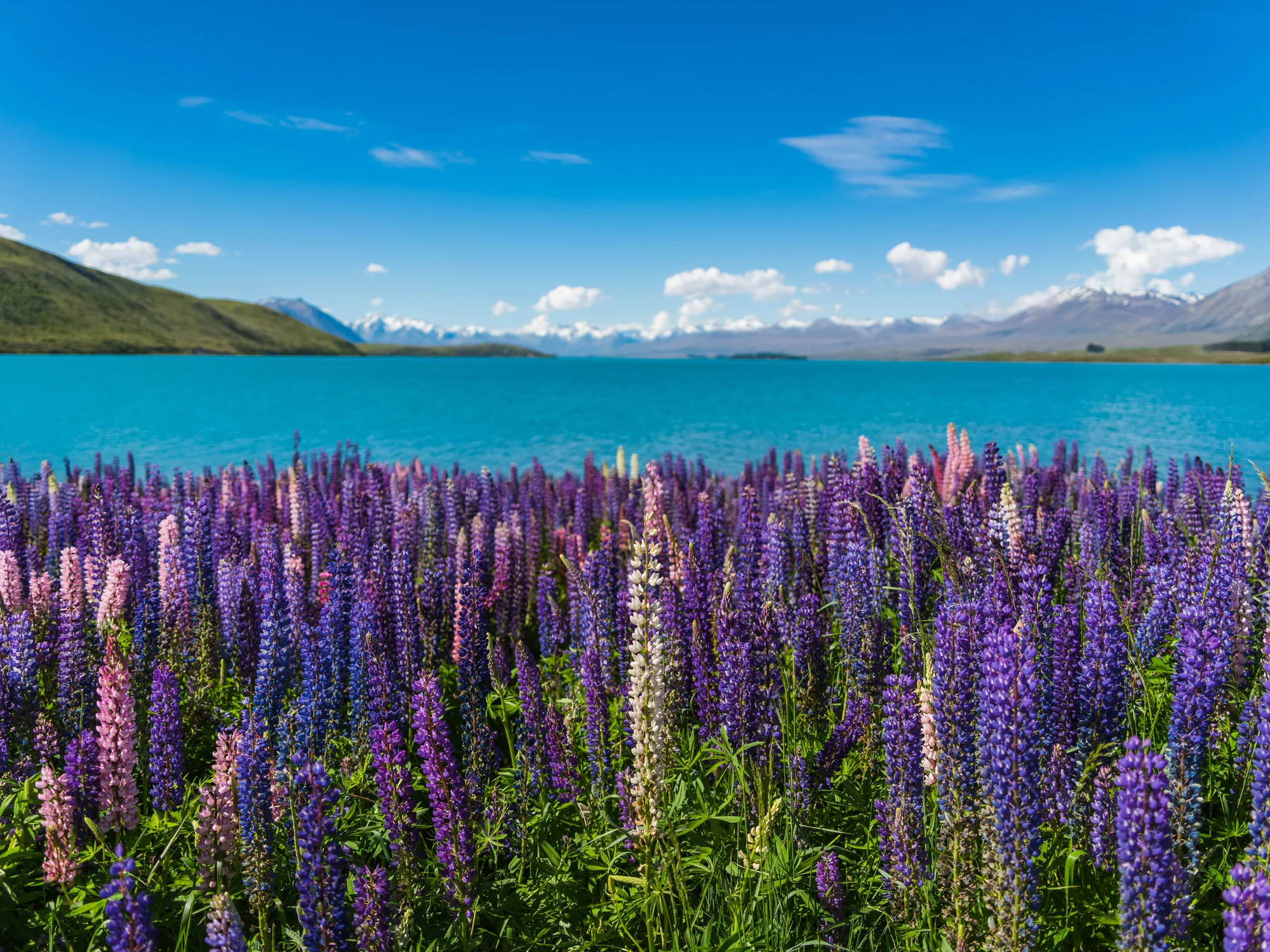 A lupin field with Lake Tekapō and distant ranges.