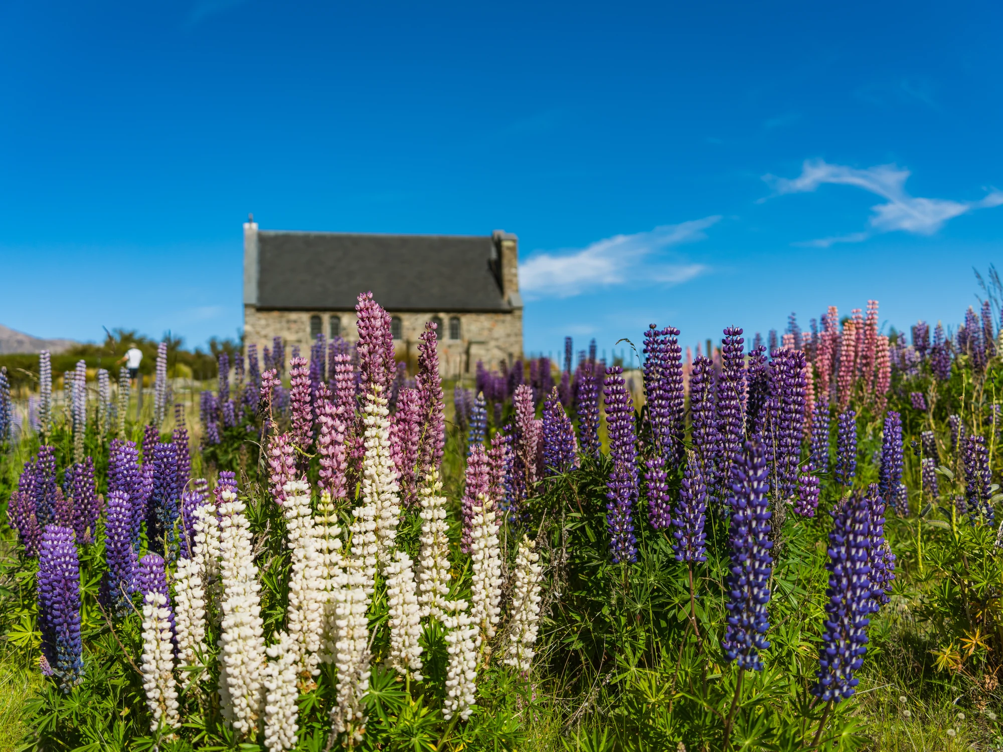 The Church of the Good Shepherd framed by lupins.