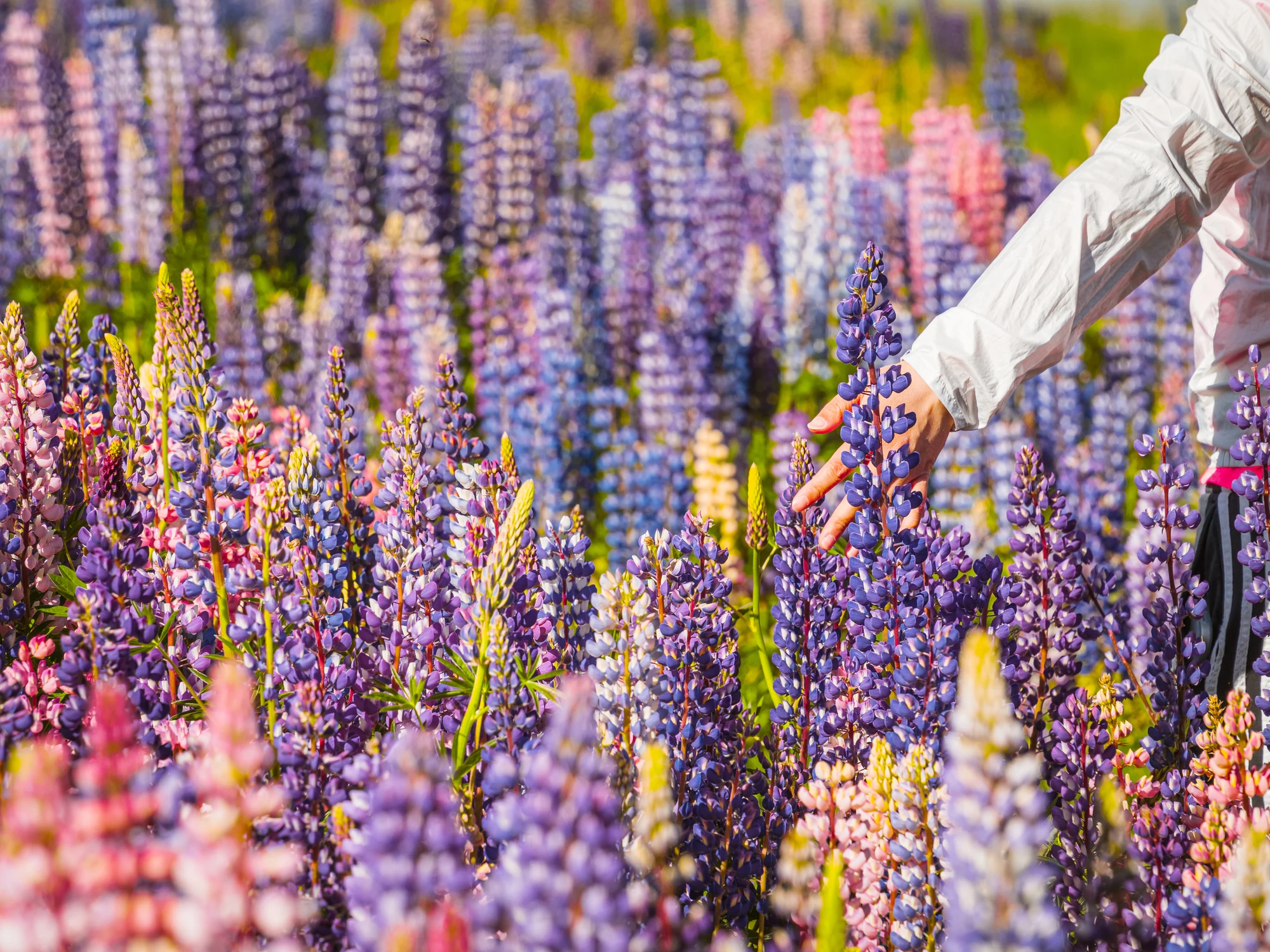 A close detail within a lupin field.
