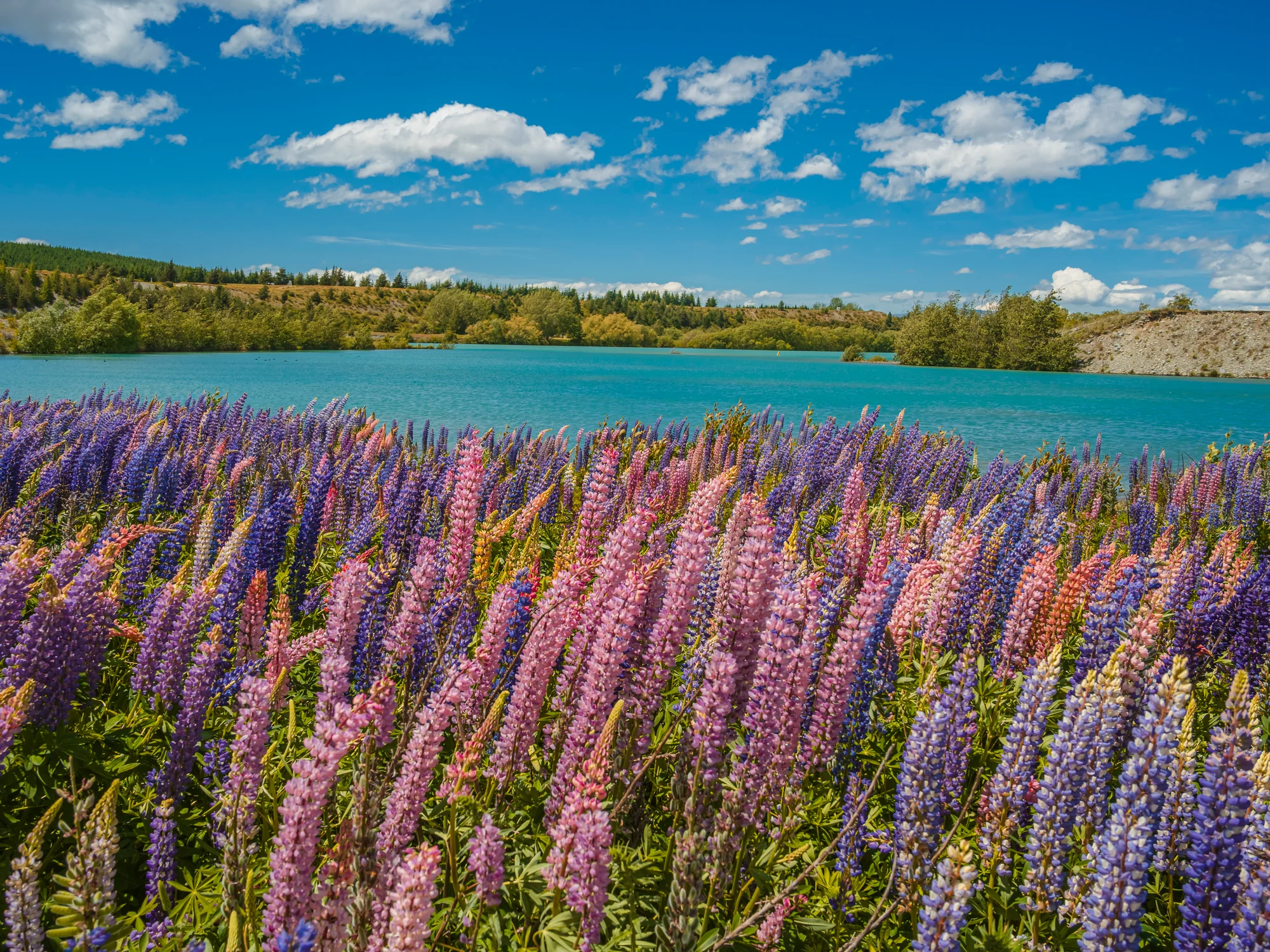Layered pink and purple lupins at Tekapō.