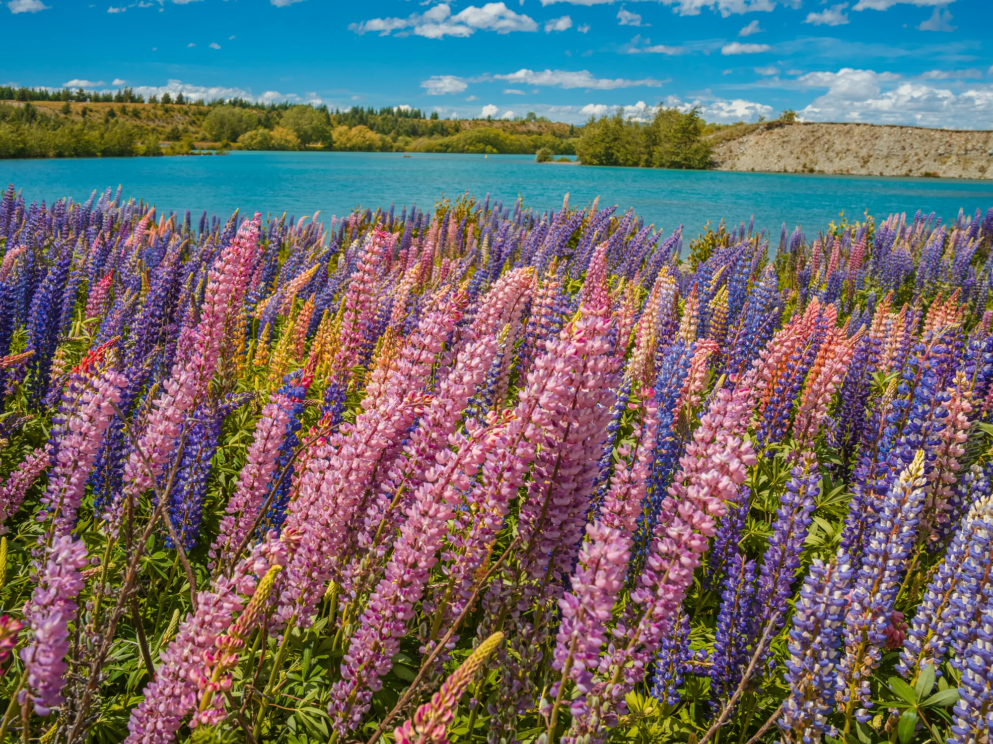 An open seasonal lupin field in the Tekapō area.