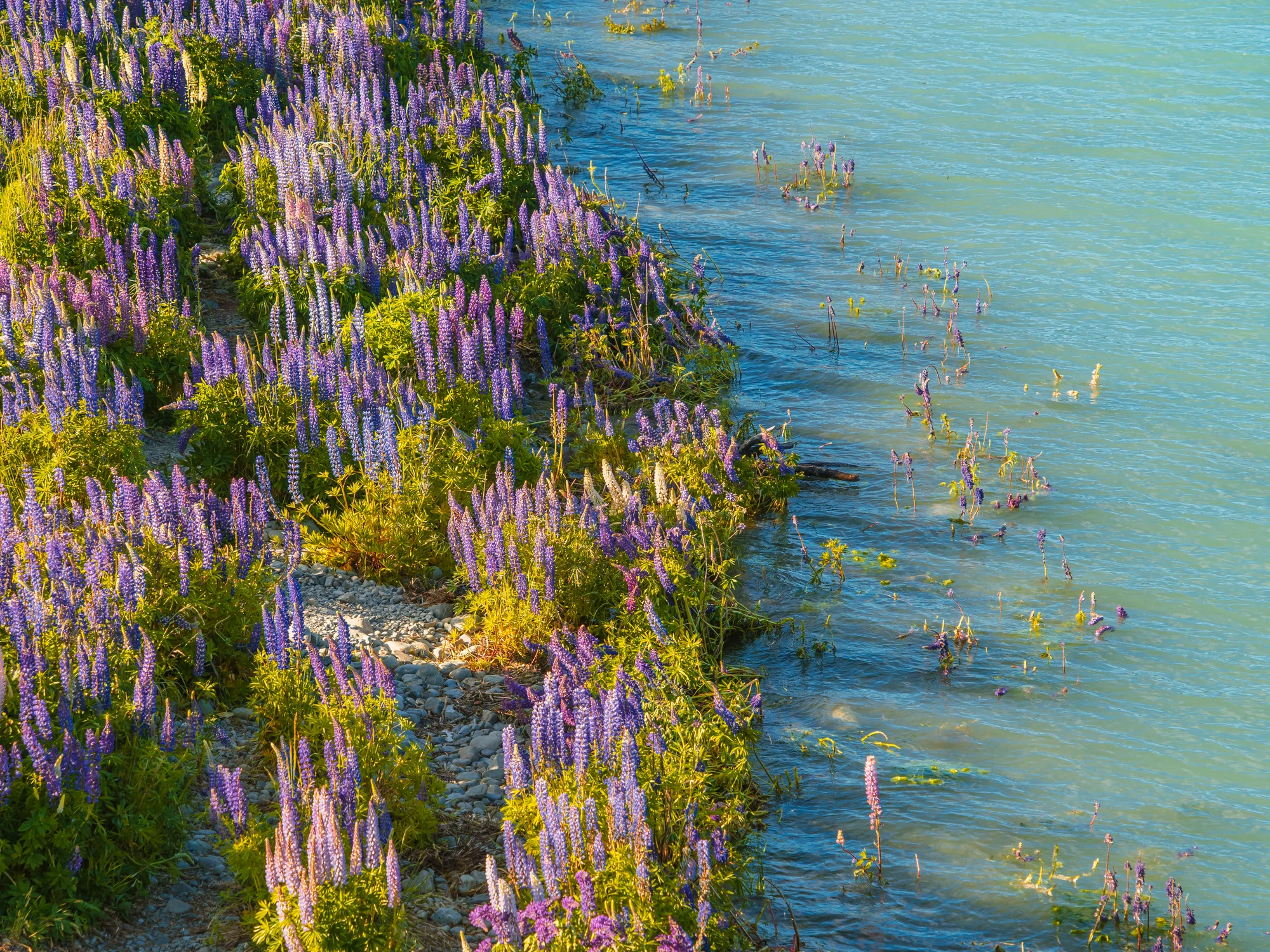 Lupins growing along the lake waterline.