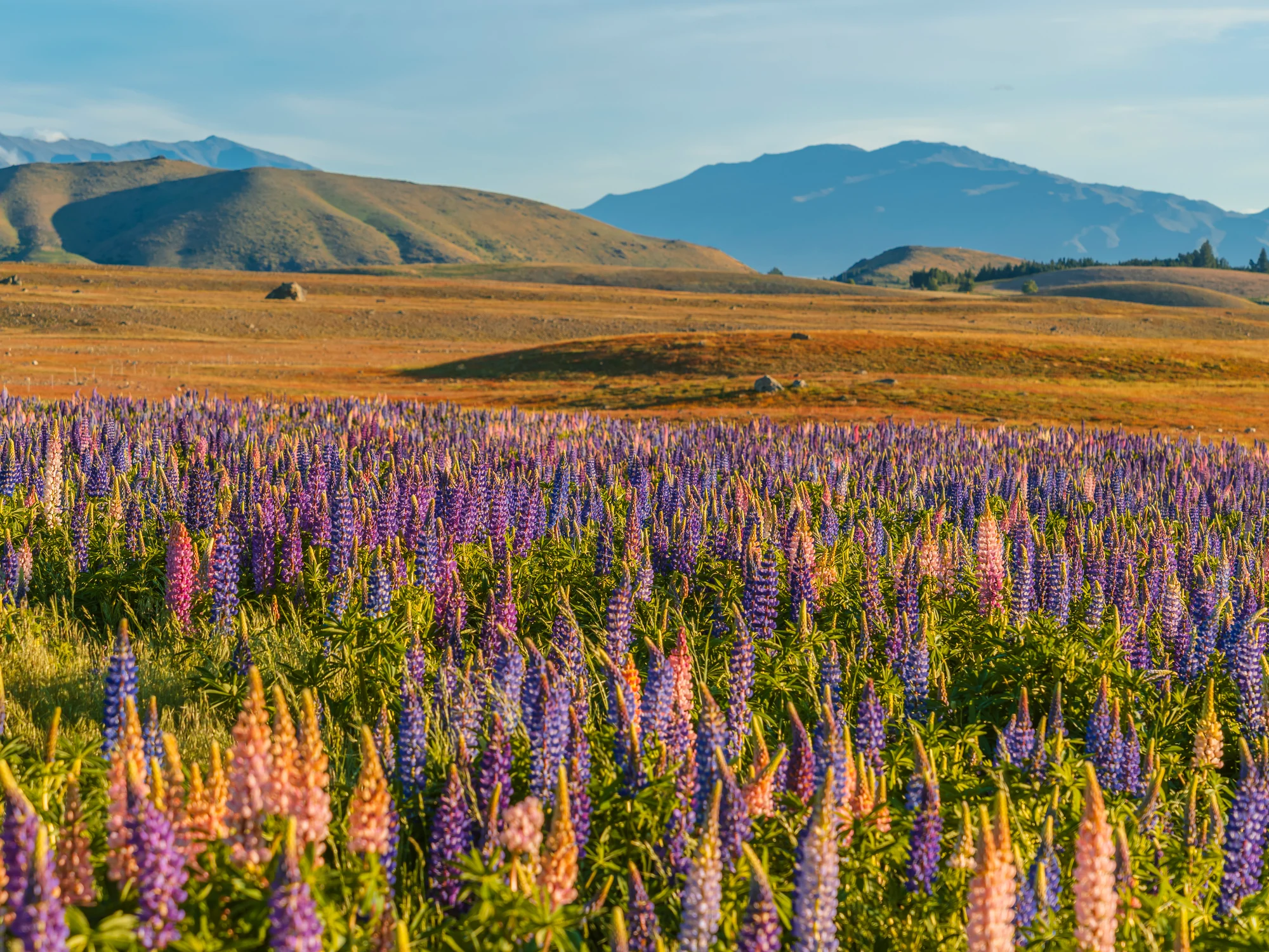 An open lupin field in the Mackenzie Basin.