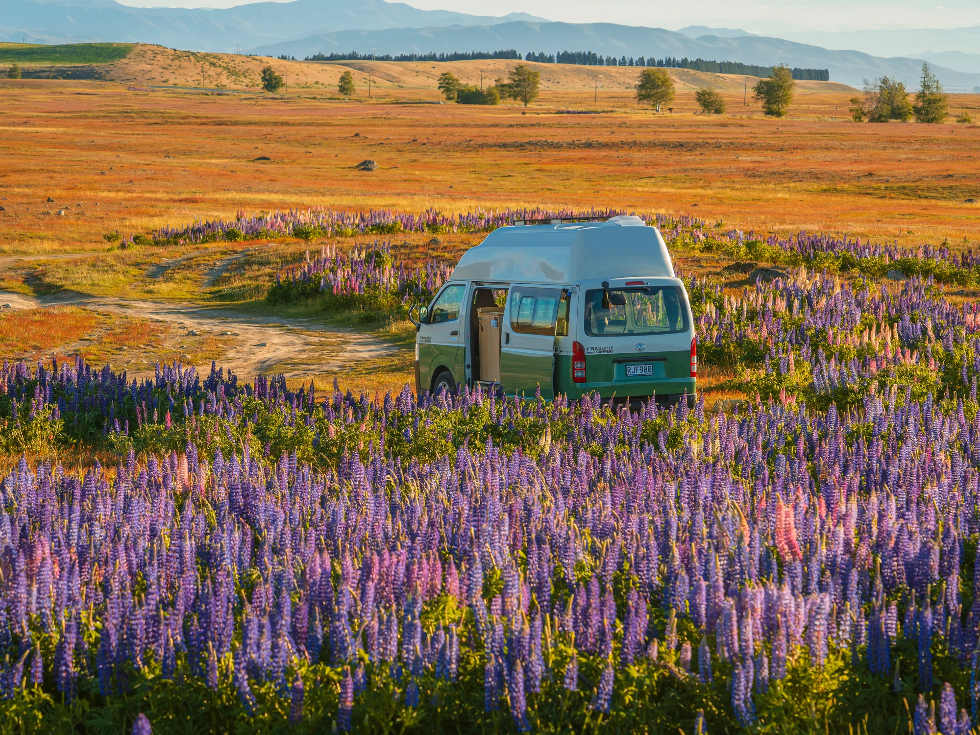 A roadside pause beside Mackenzie Basin lupins.