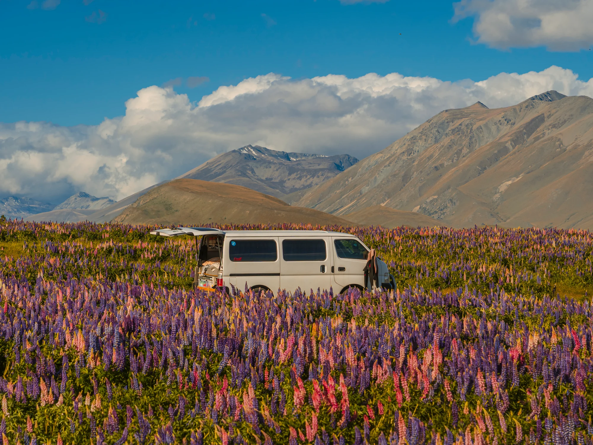Lupins and a mountain finale in the Mackenzie Basin.