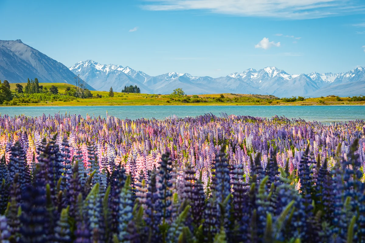 Lupin Season · From Tekapō