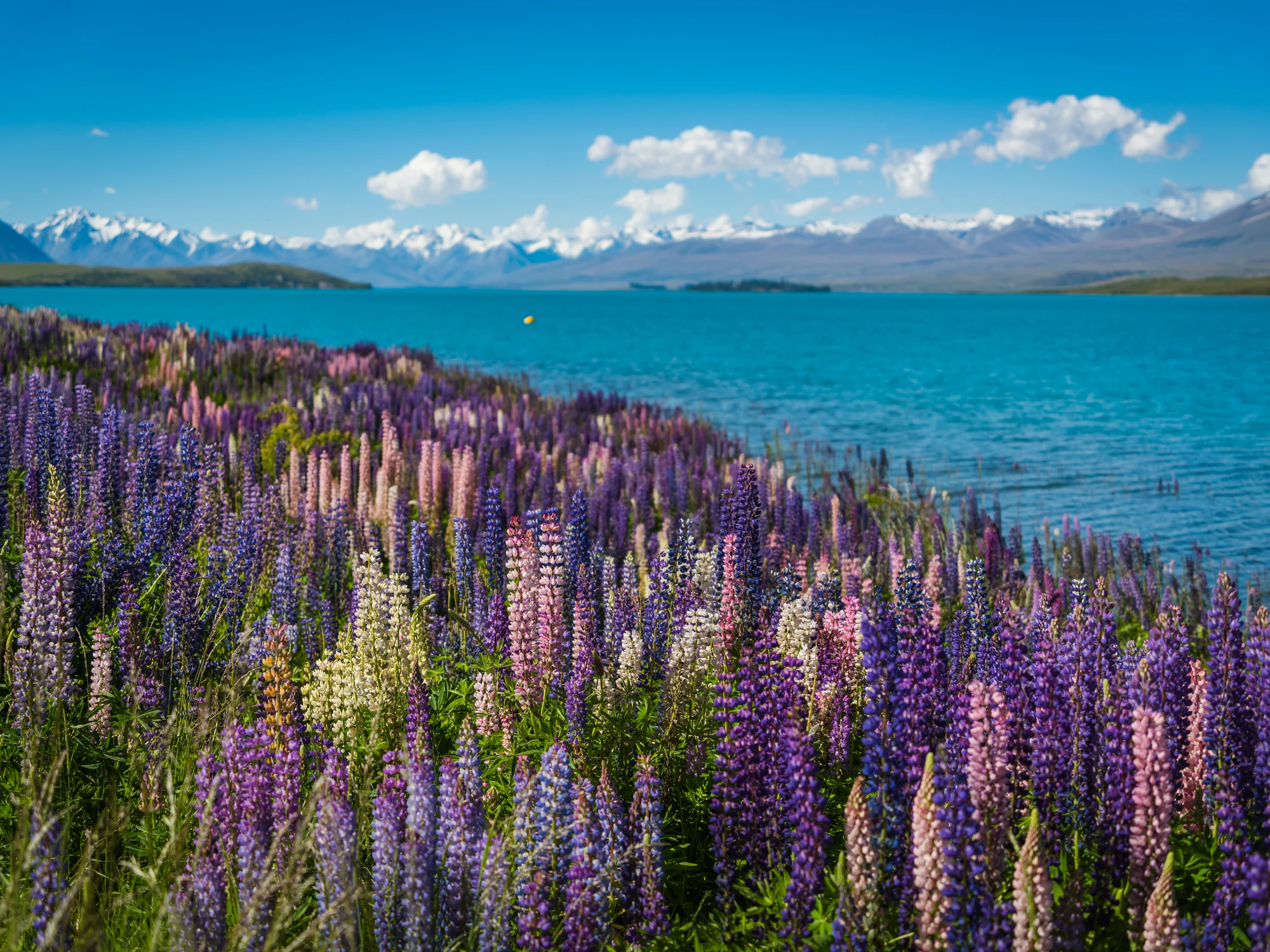 Dense lupins beside turquoise Lake Tekapō water.