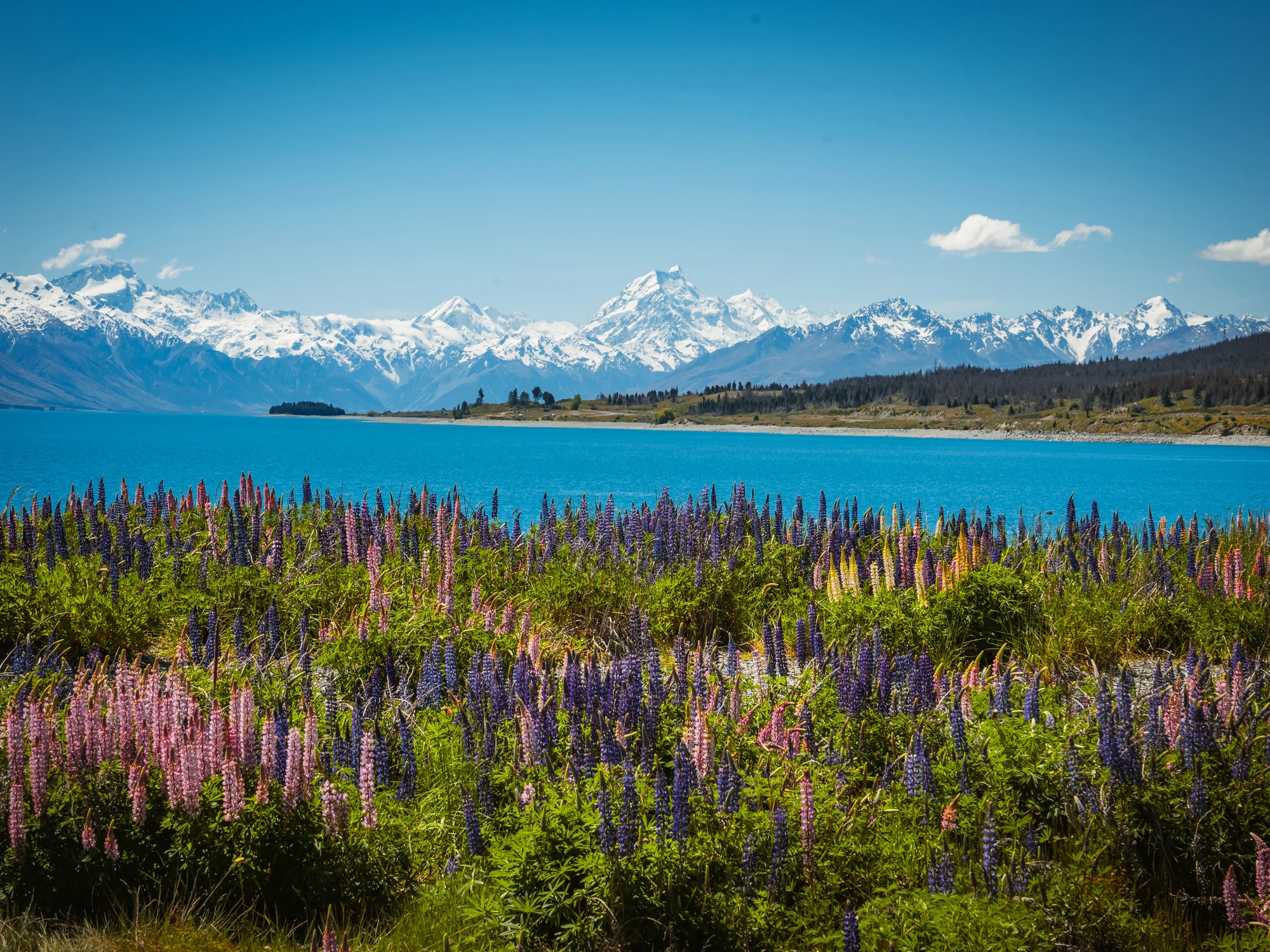 Snowy ranges behind Mackenzie Basin lupins.