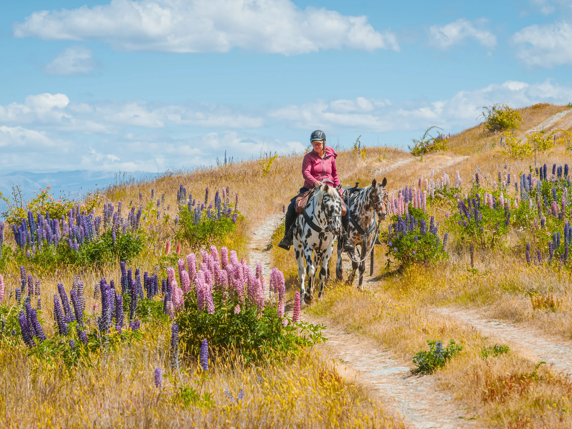 A rider on a trail through Mackenzie Basin lupins.