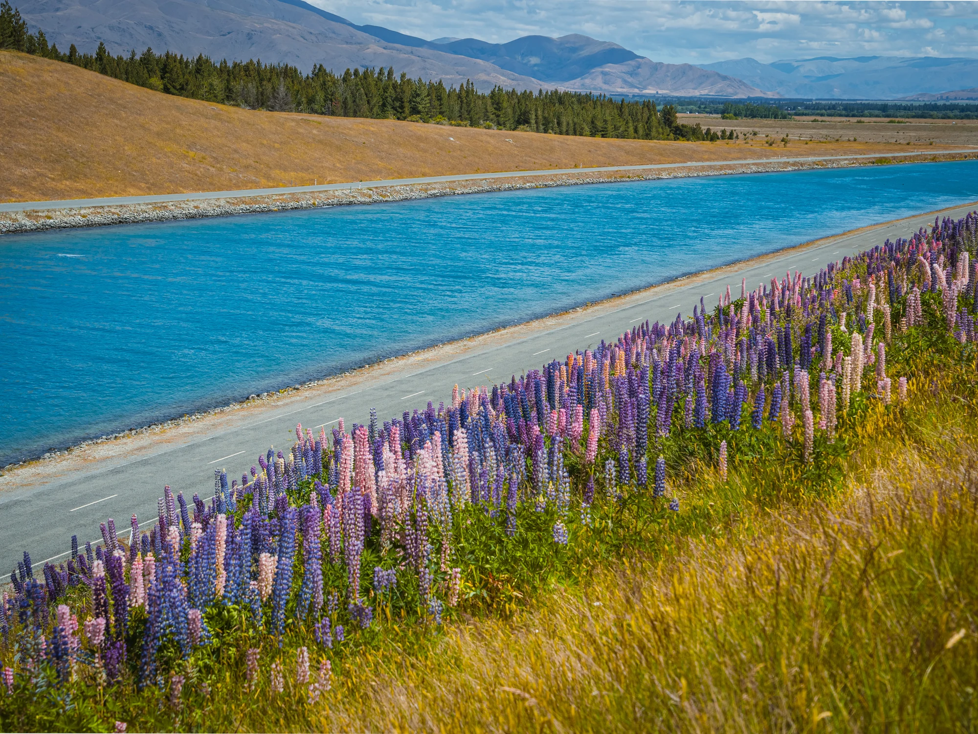 Lupins stretching along a Mackenzie Basin shoreline.
