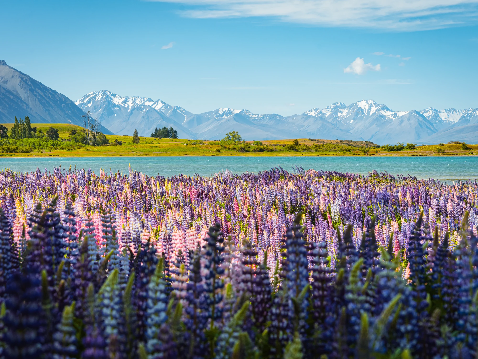 Layered pink and purple lupins before snowy peaks.