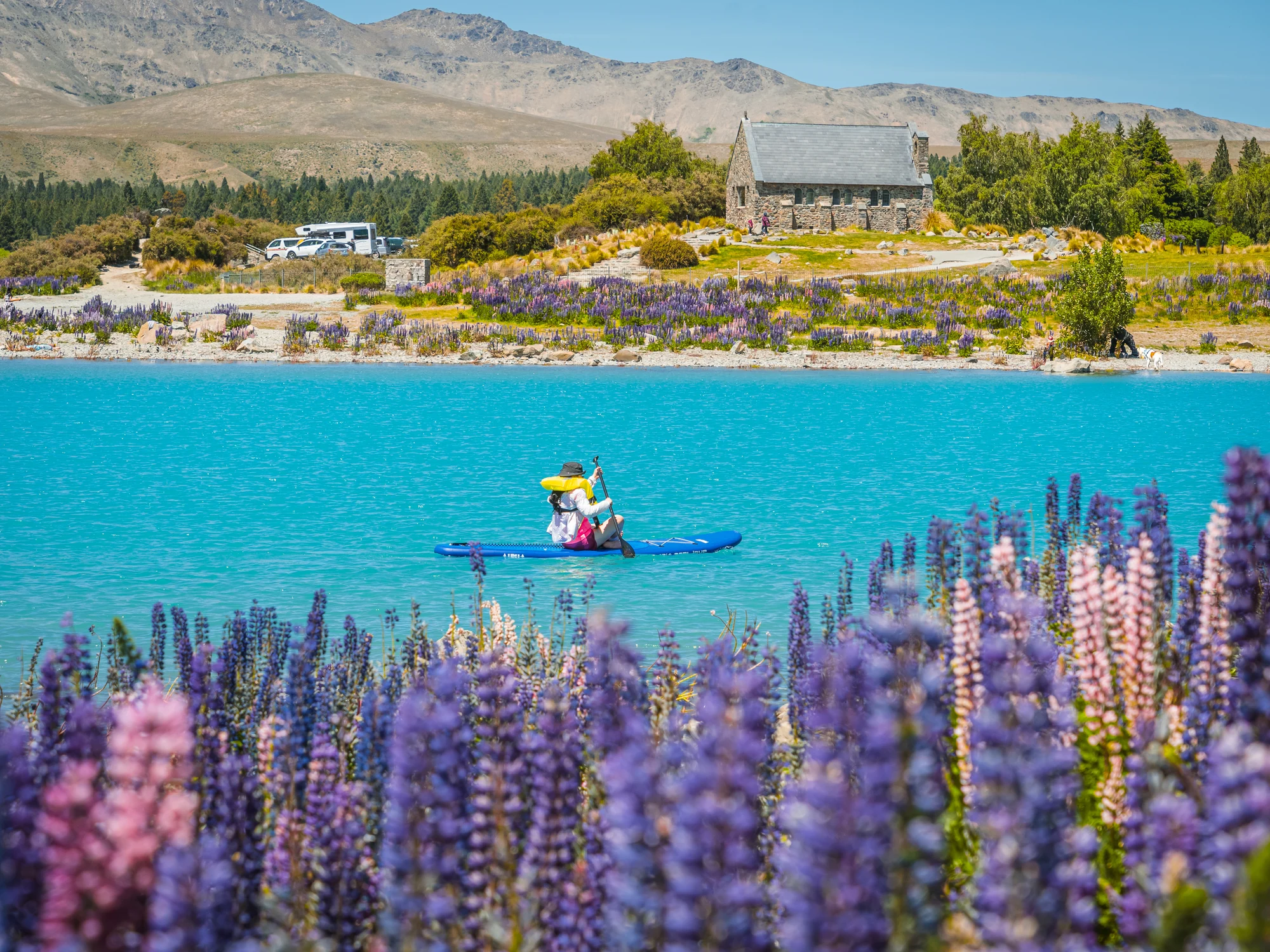 A kayak crossing the lake beyond lupins at Tekapō.