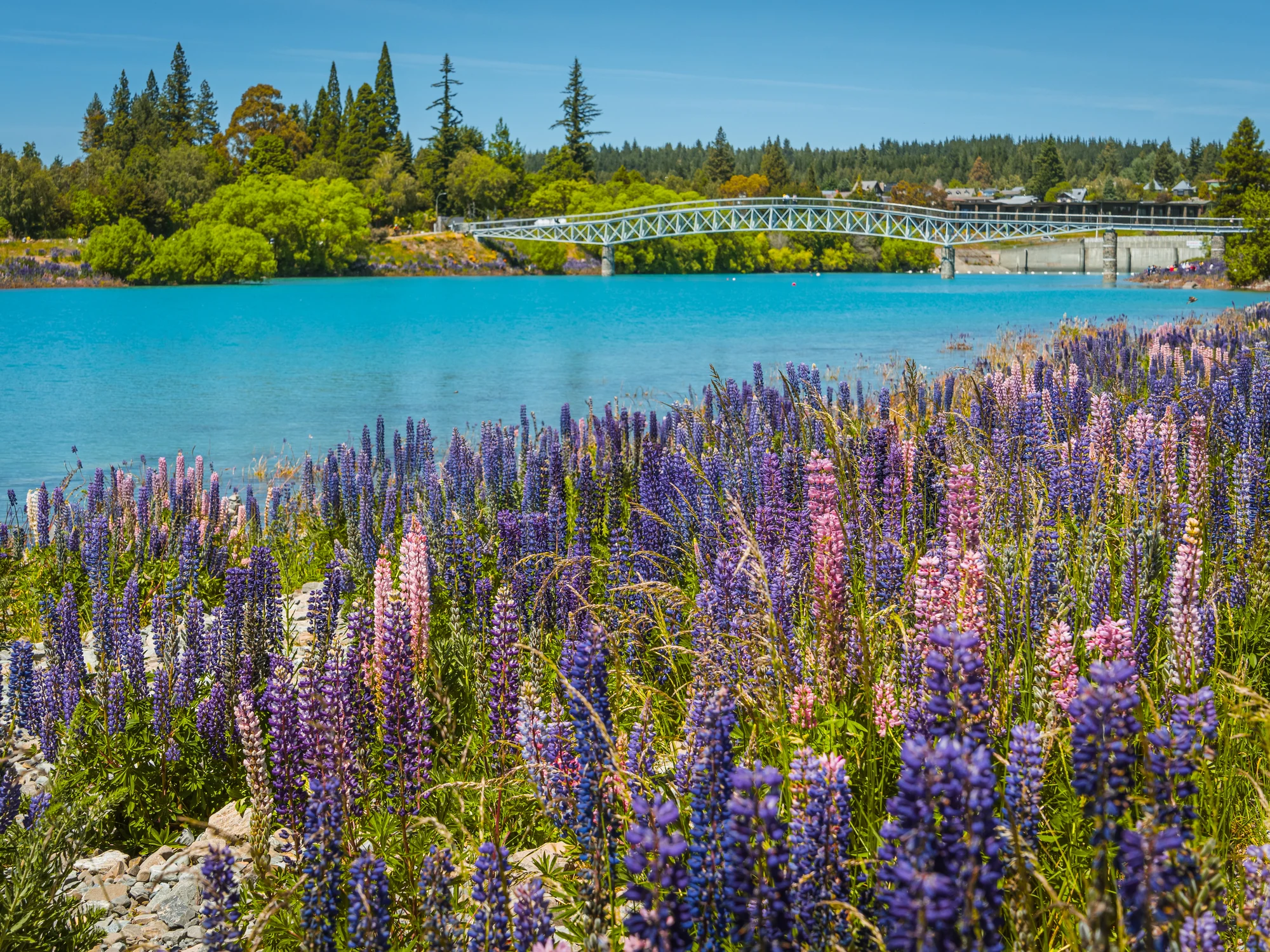 Lupins spreading beside the Lake Tekapō footbridge.