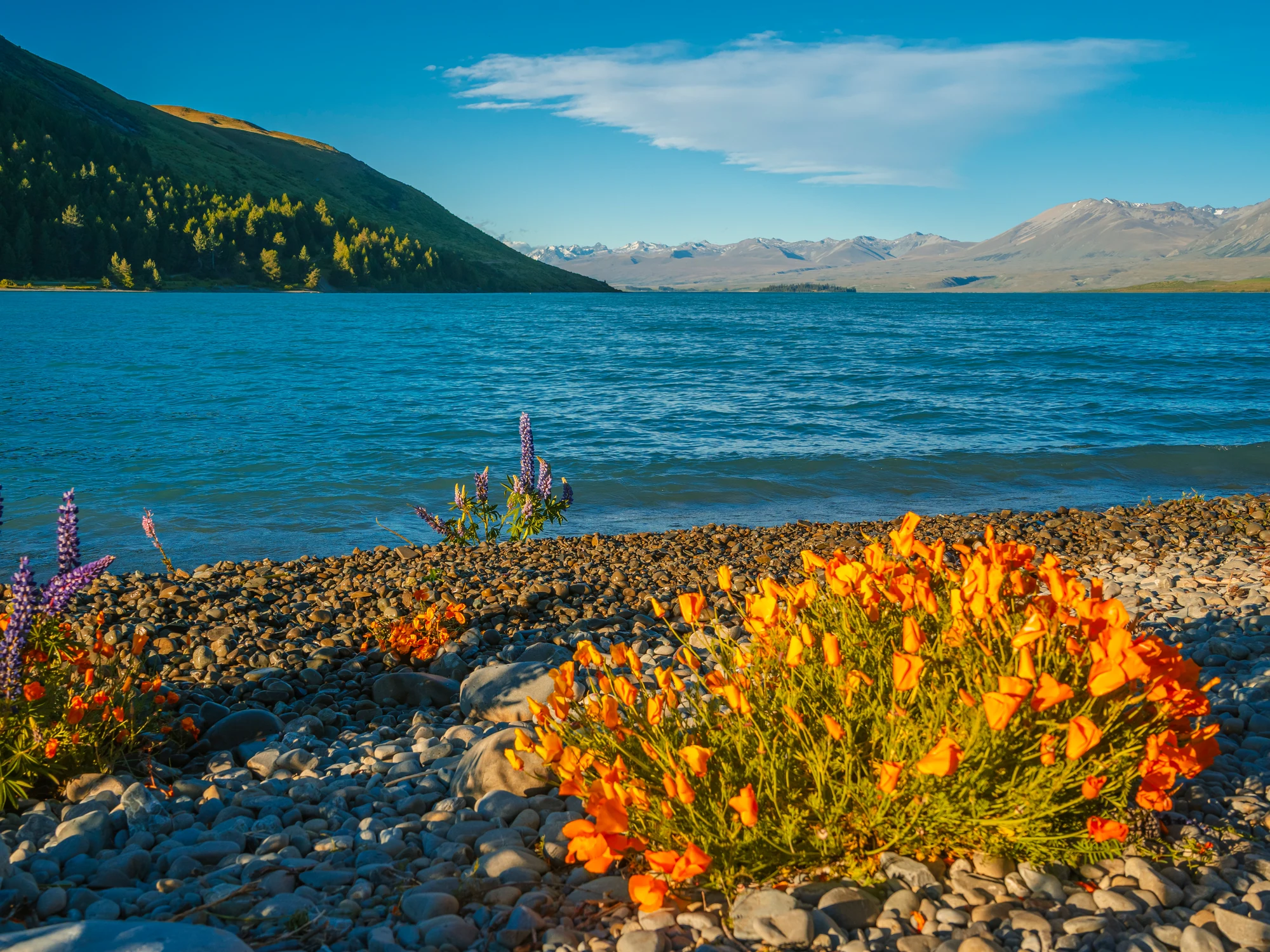 Pebbled shore, lake water and lupins at Tekapō.