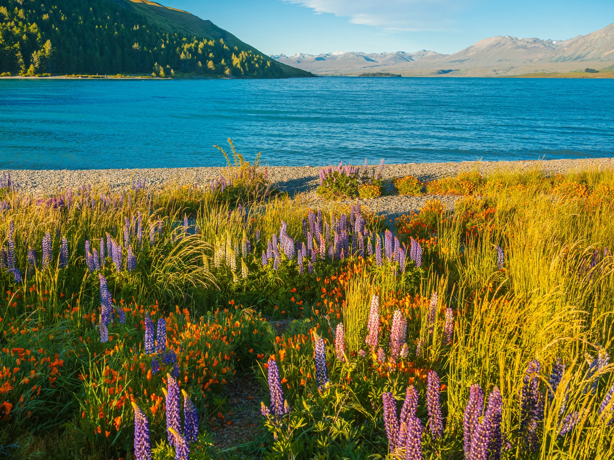 Lupins beneath a lakeside hillside at Tekapō.