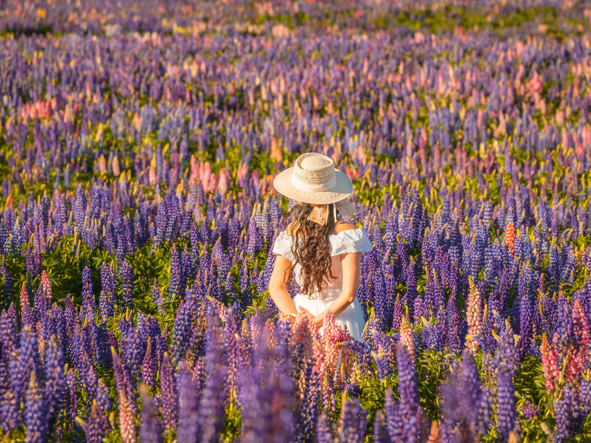 Walking into a Mackenzie Basin lupin field.