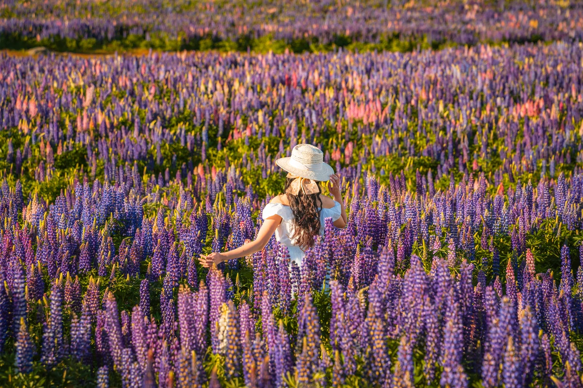Lupin Season · From Oamaru
