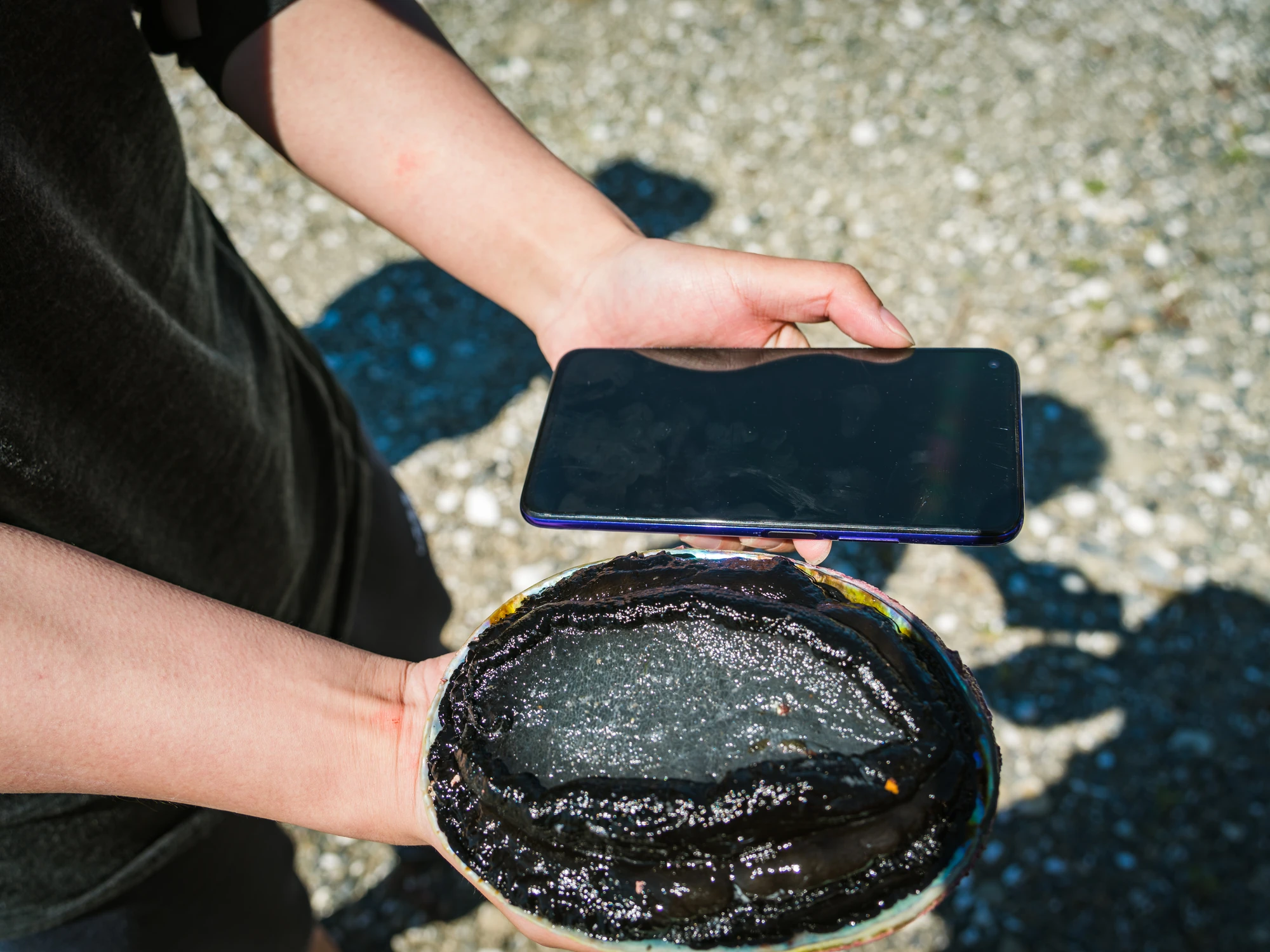 Optional experience: local pāua in Kaikōura
