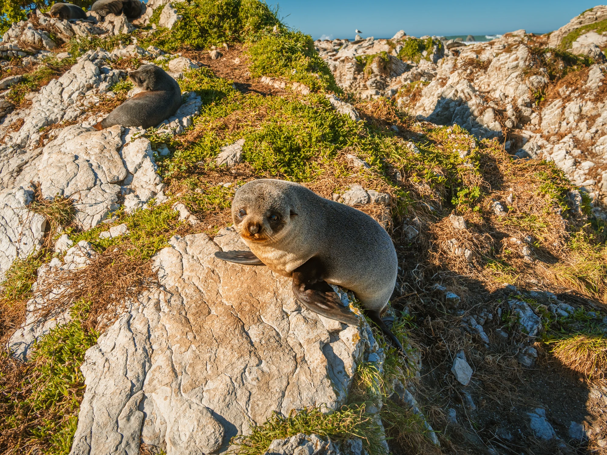 Optional sighting: fur seal pup in Kaikōura