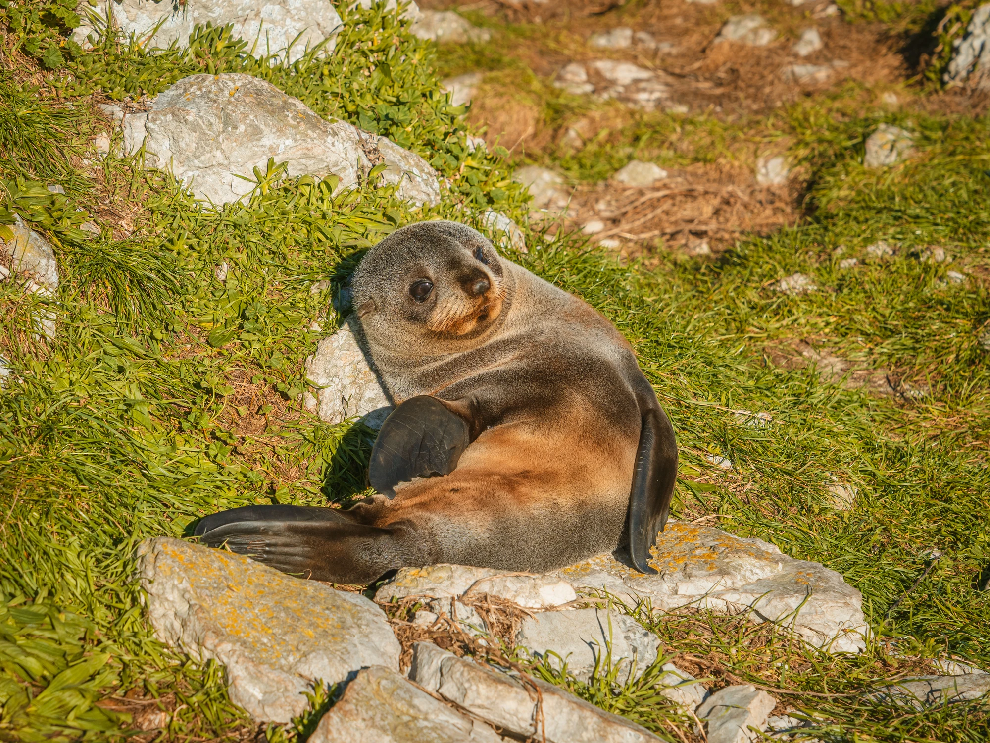 Optional sighting: fur seal on Kaikōura rocks