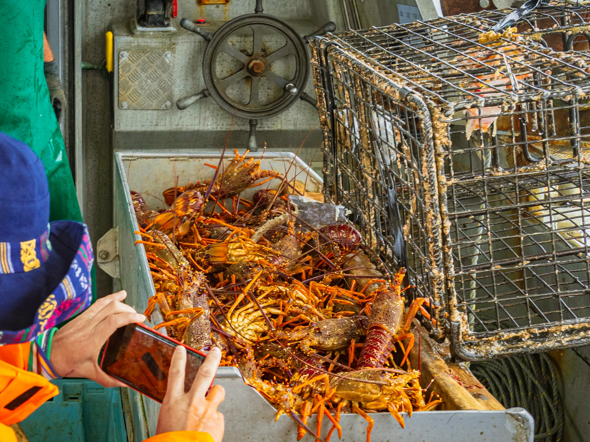 Optional experience: crayfish fishing boat in Kaikōura