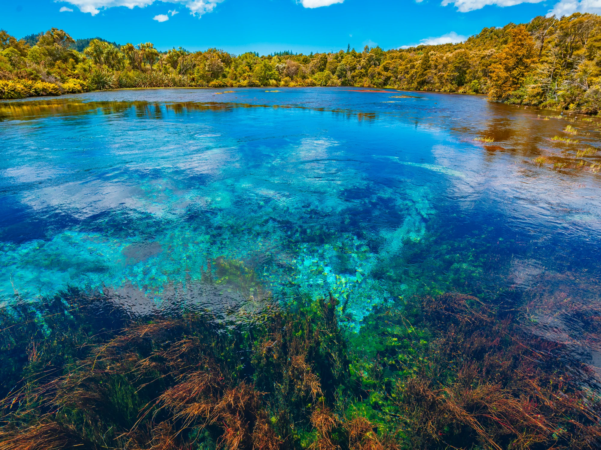 Clear water at Te Waikoropupū Springs