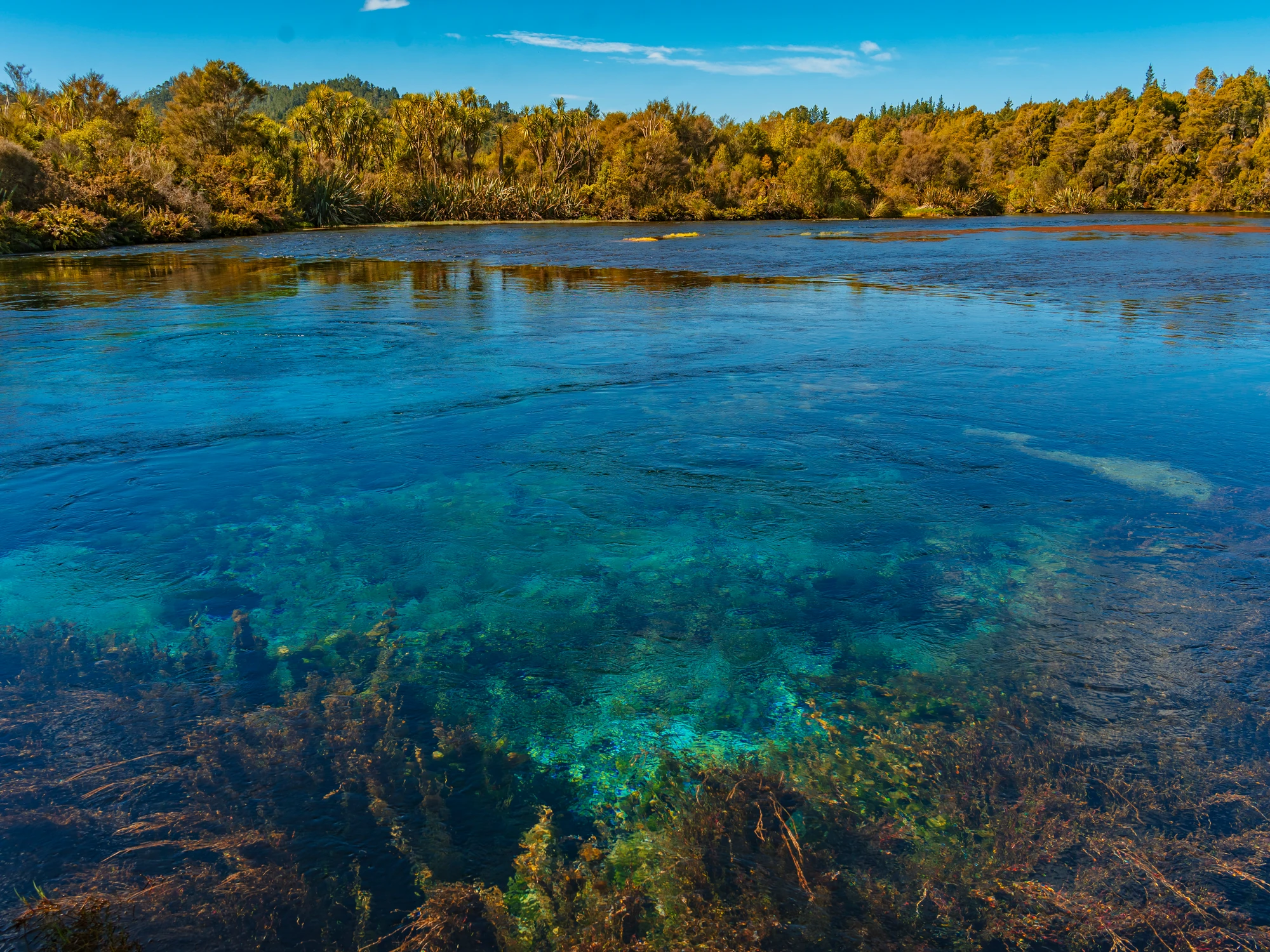 Clear water on the Golden Bay forest edge