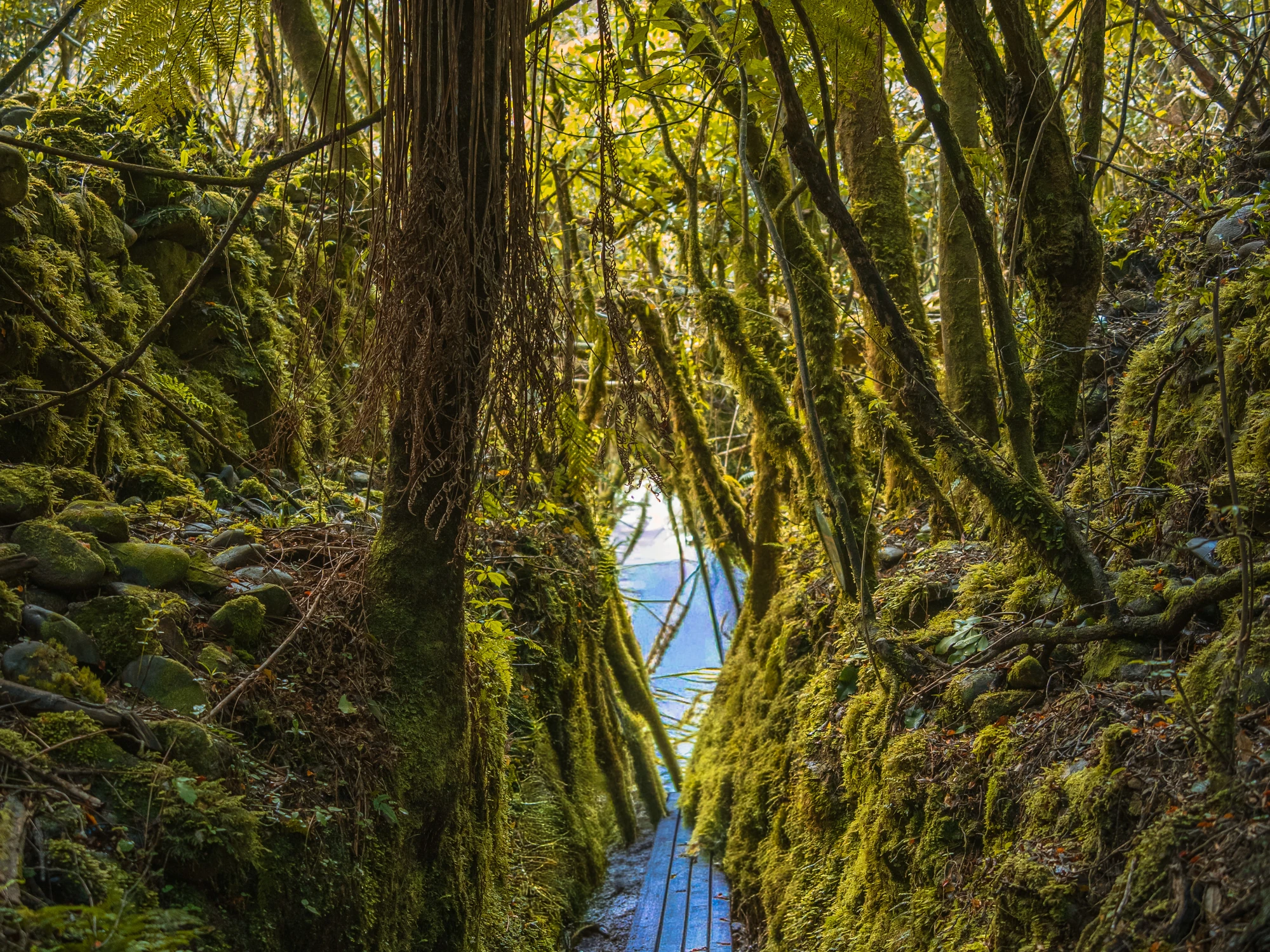 Rainforest bridge scene in Buller Gorge