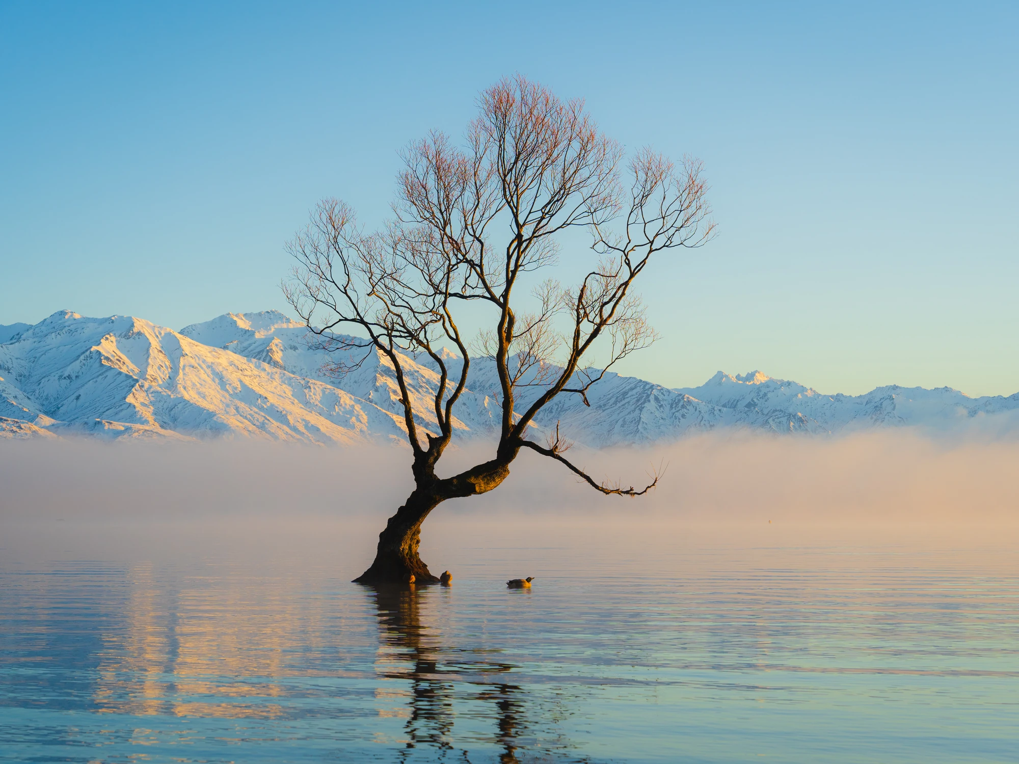 Morning mist at Lake Wānaka