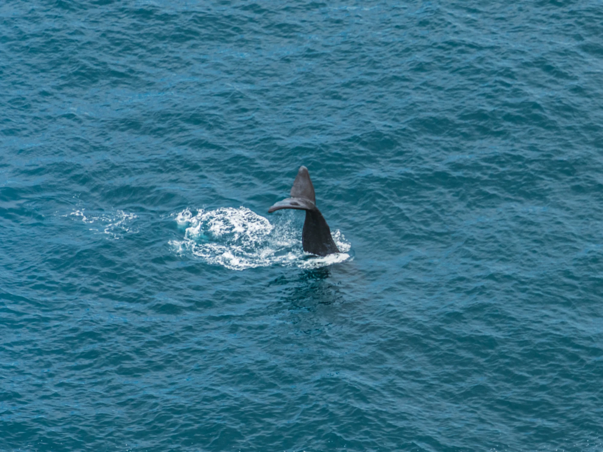 A sperm-whale fluke diving off Kaikōura