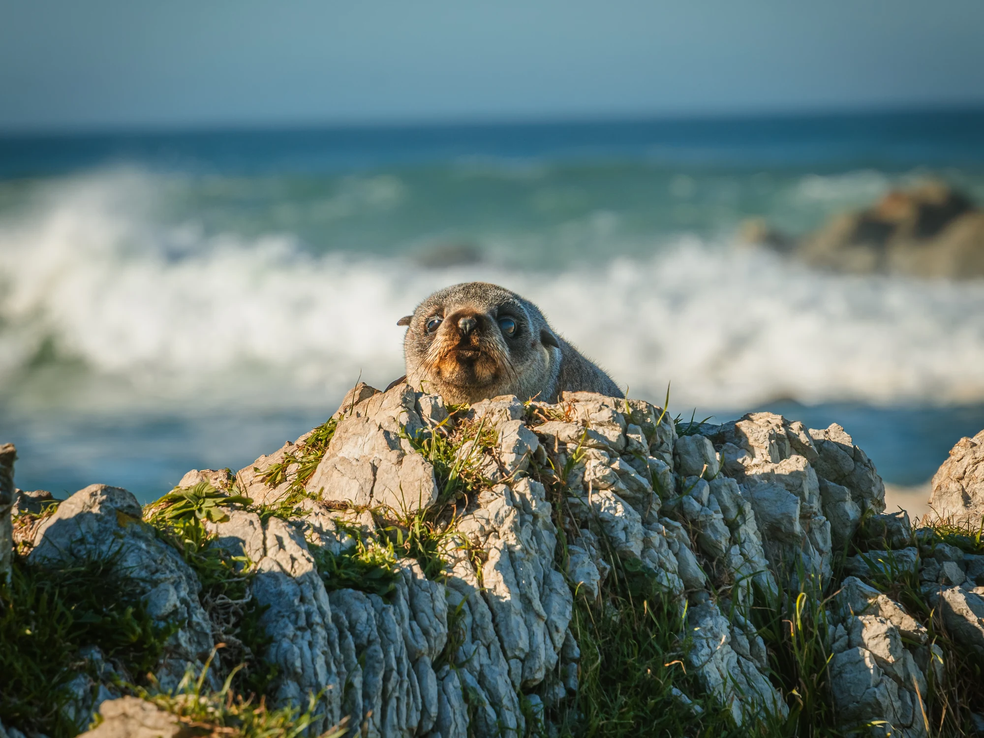 A young fur seal on the Kaikōura coast