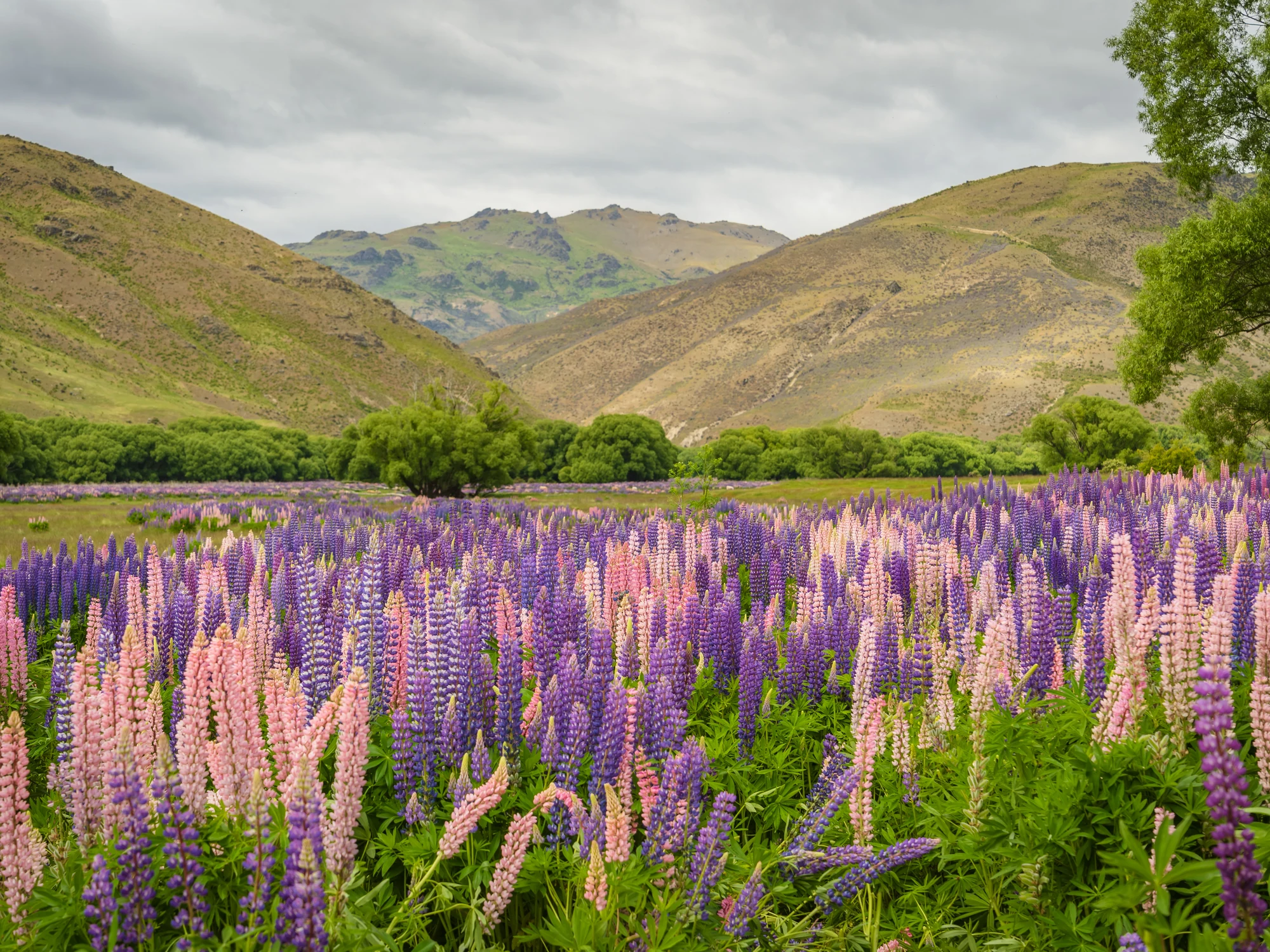 Pink and purple lupins along the Lewis Pass route