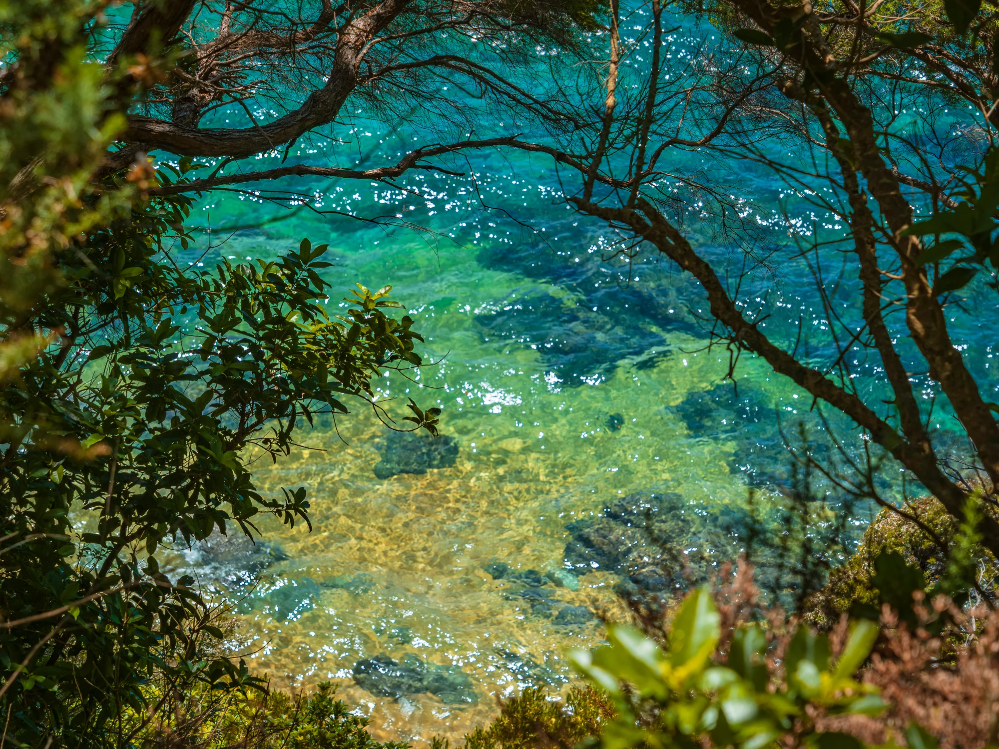 Northern South Island water seen through coastal trees