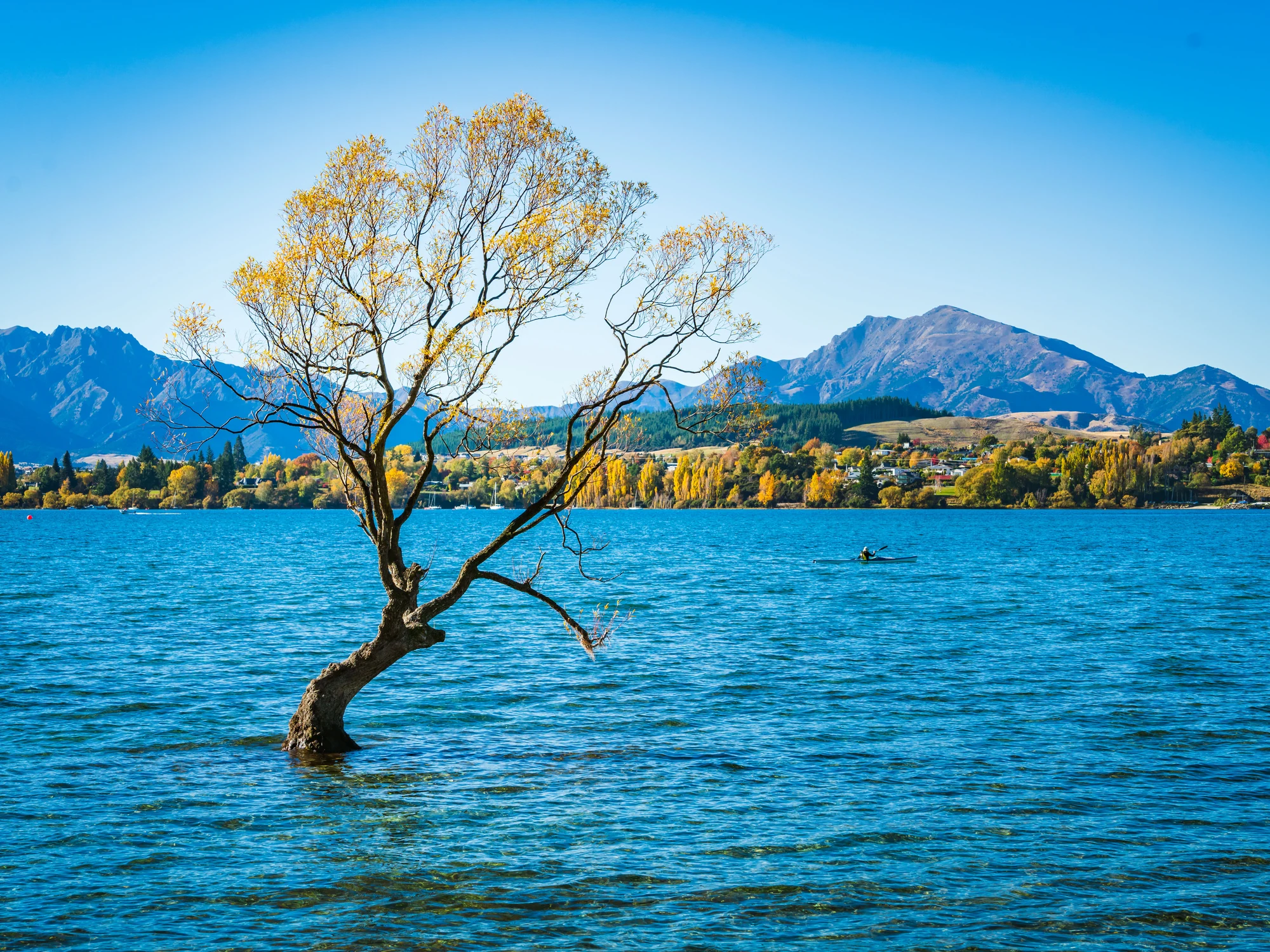 That Wānaka Tree under blue skies