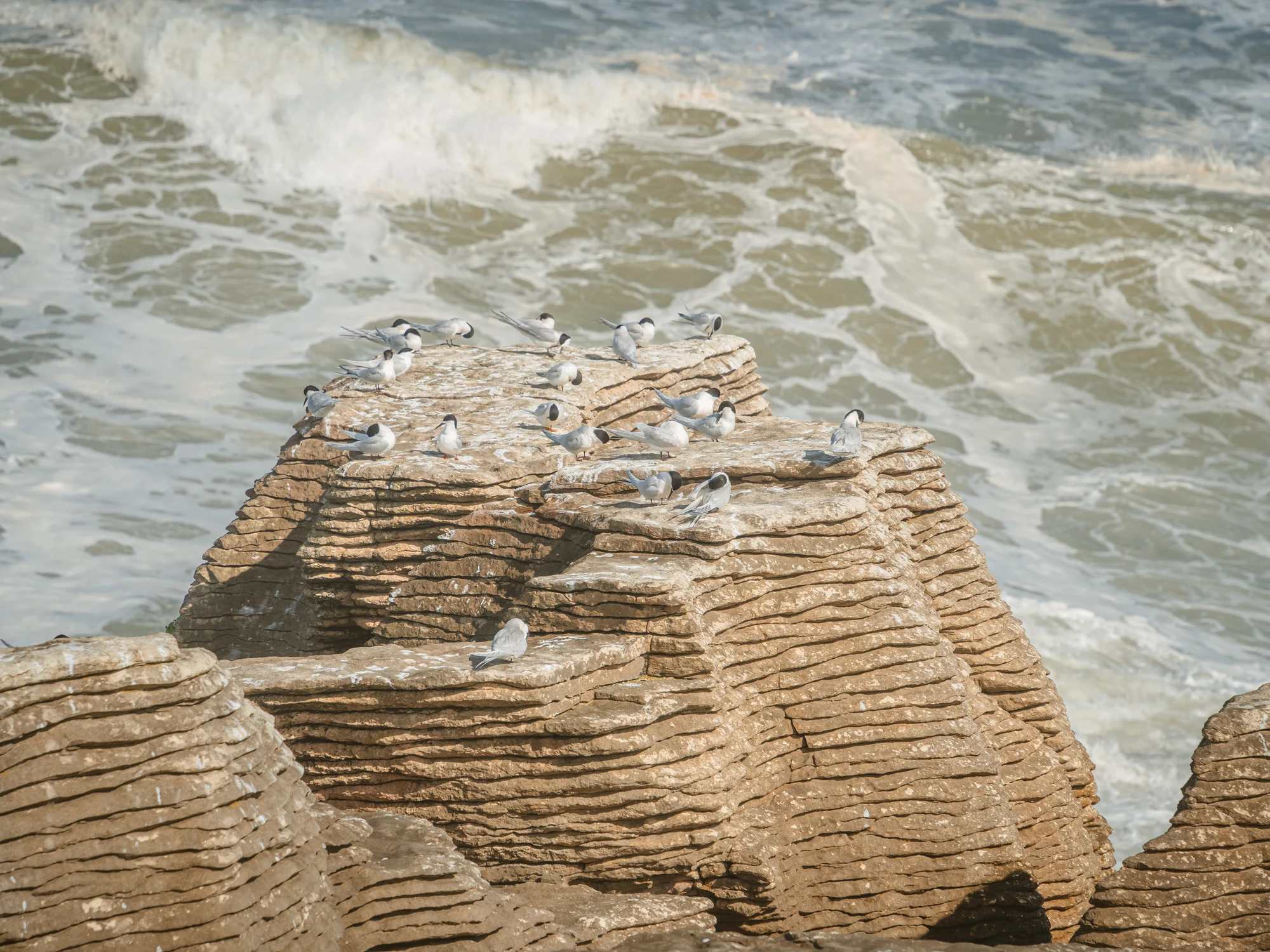 Seabirds on the Punakaiki coast