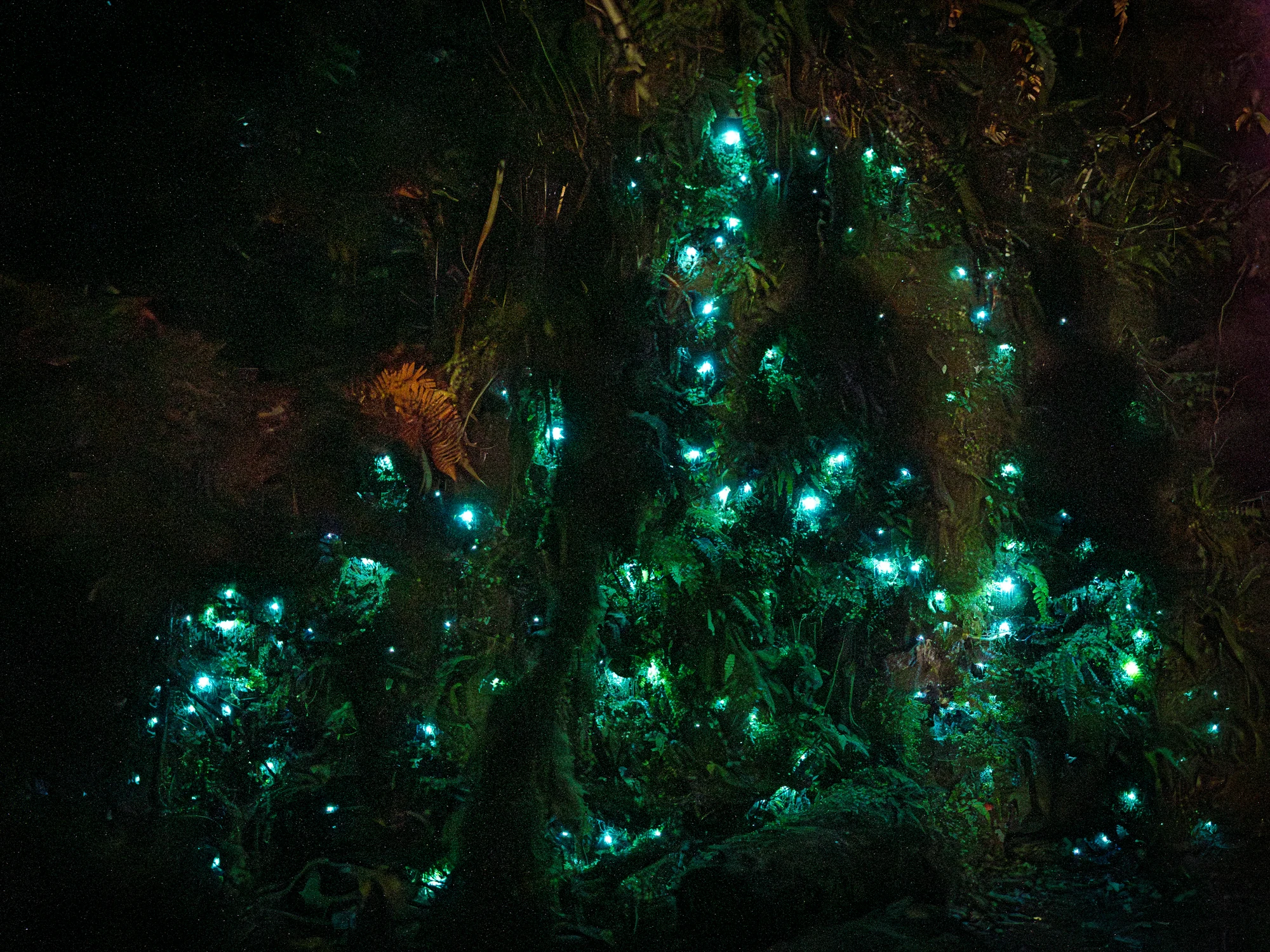 Glowworm-lit night in West Coast rainforest