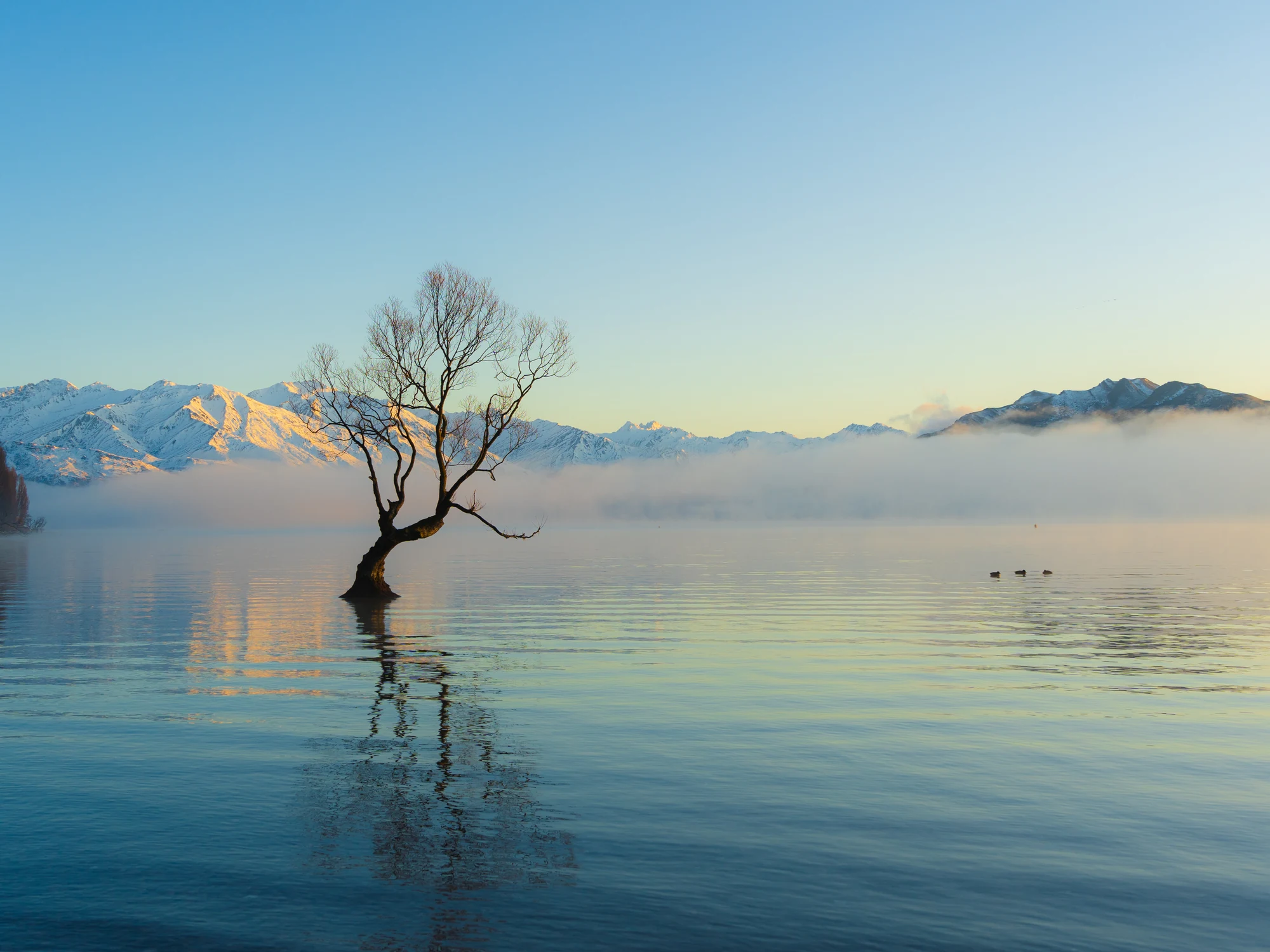 That Wānaka Tree in morning mist