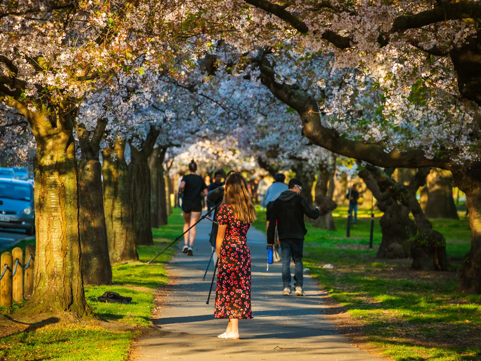 Cherry blossoms in Hagley Park