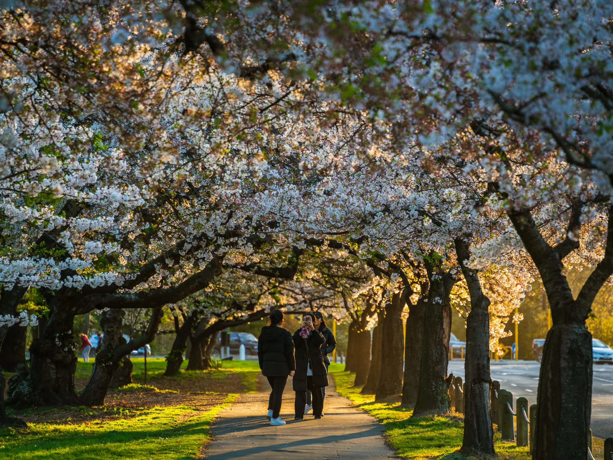 Hagley Park in cherry-blossom season