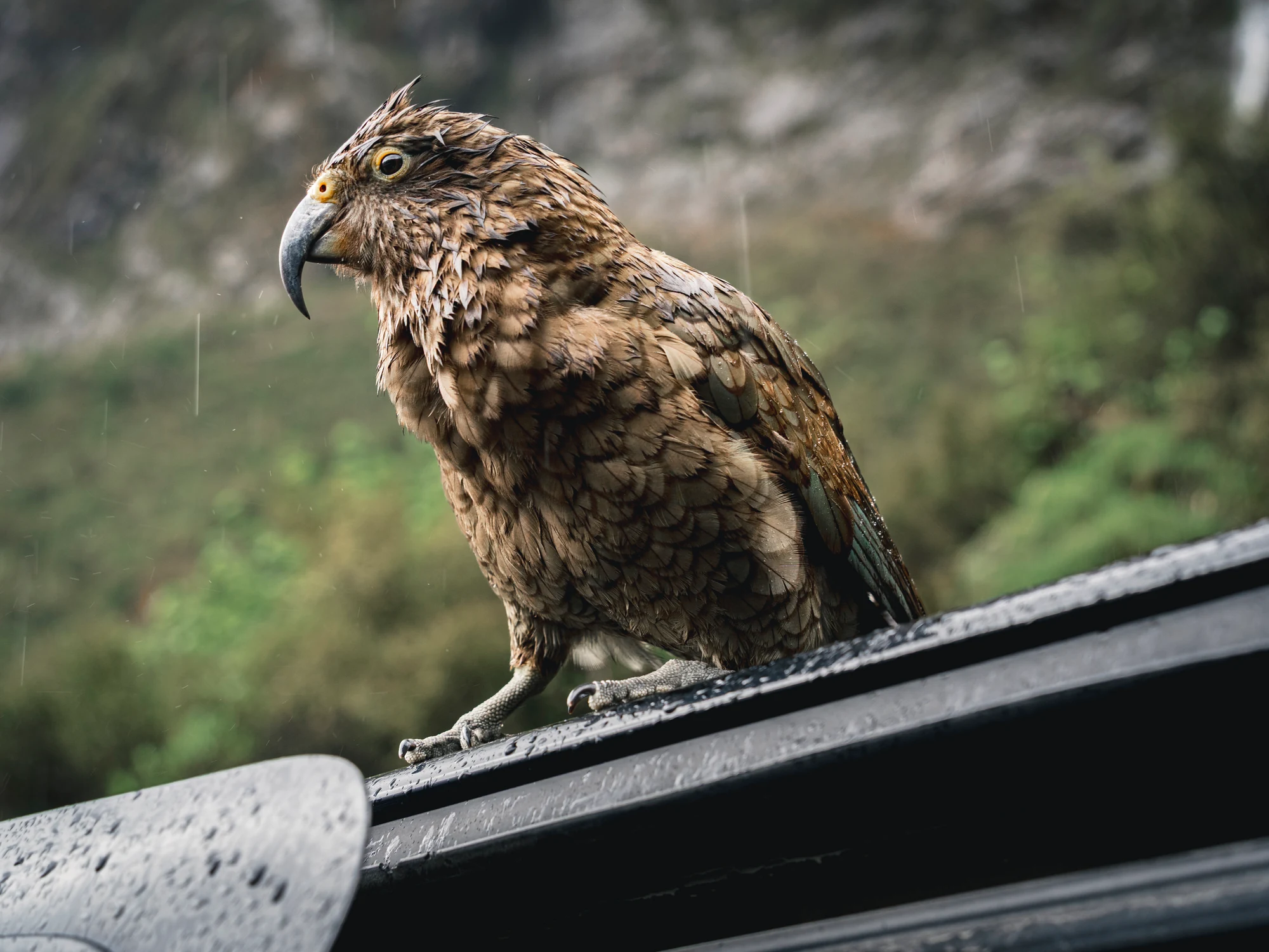 菲奥德兰的啄羊鹦鹉