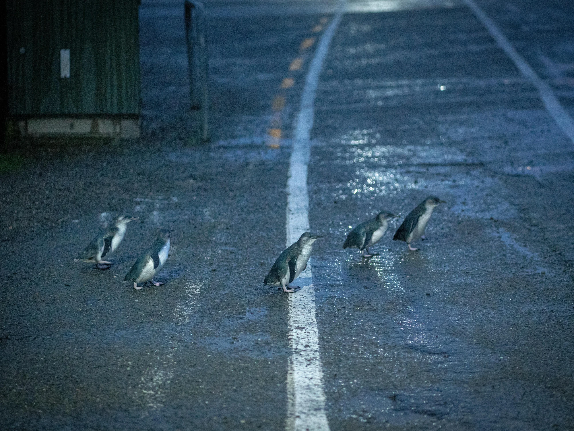 Little blue penguins at dusk in Oamaru