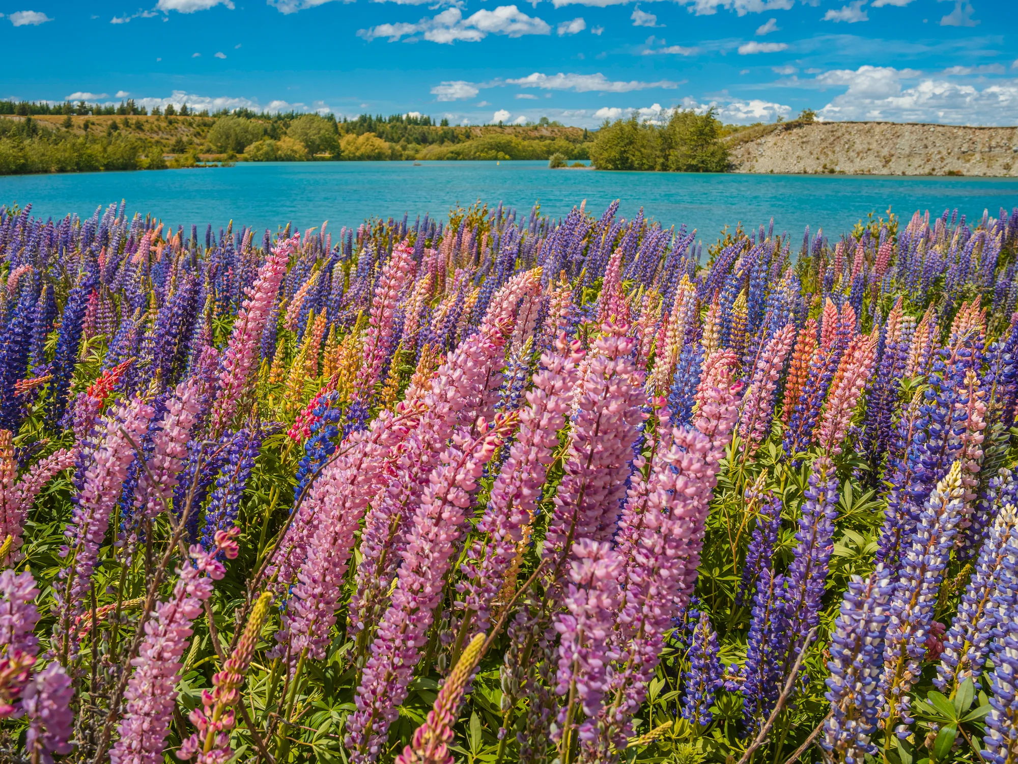 Lupins by Lake Tekapō