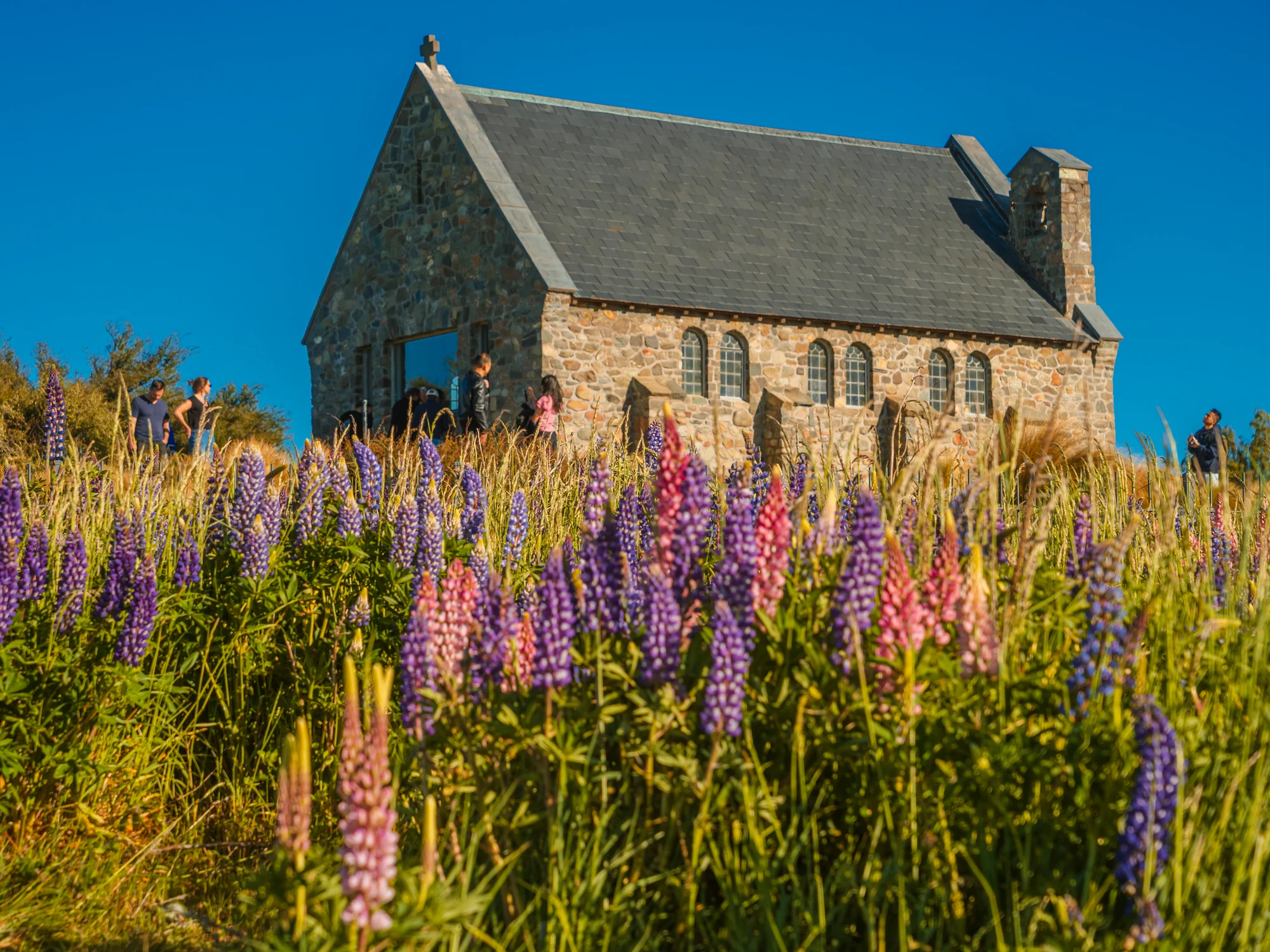 The Church of the Good Shepherd among lupins