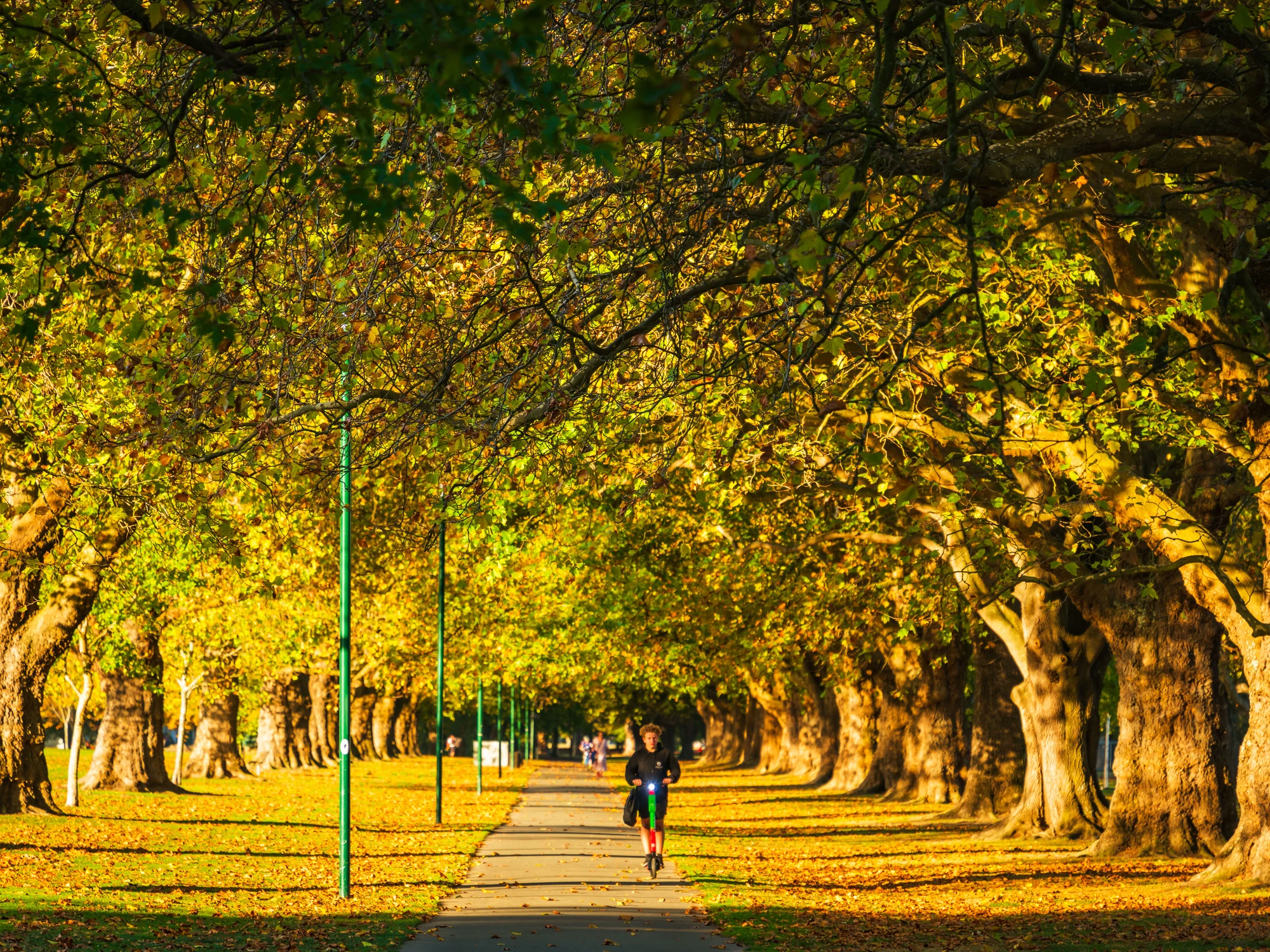 基督城 Hagley Park 金色林荫道